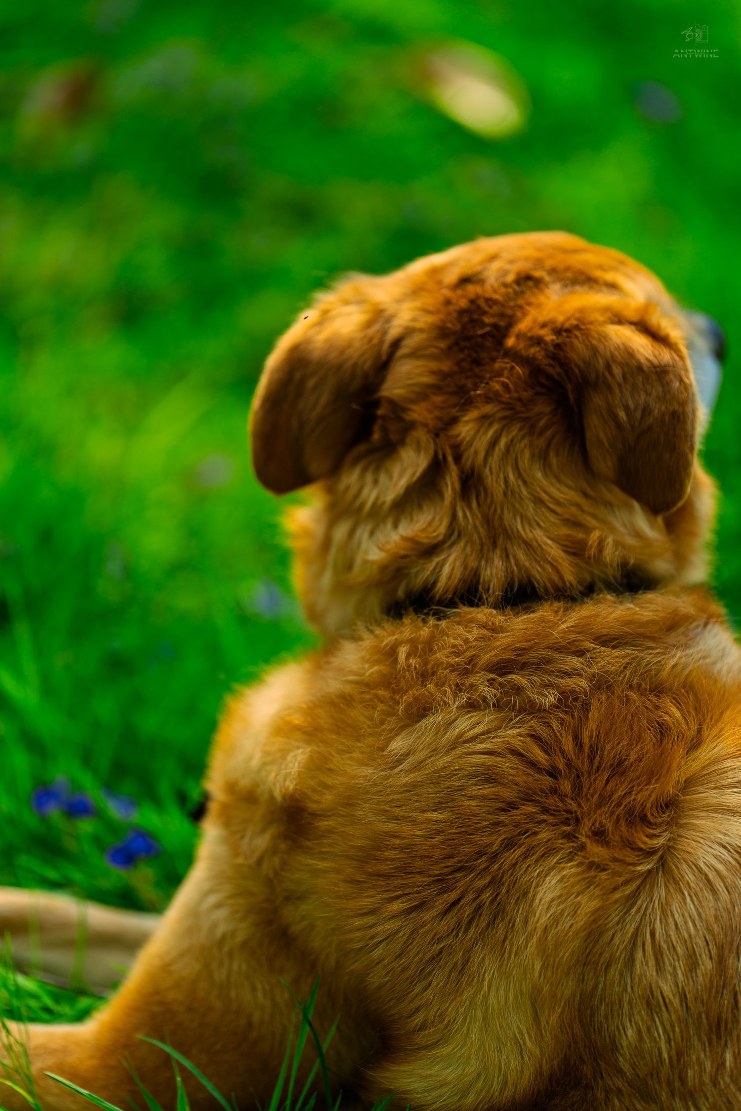 Adorable golden brown puppy sitting in green grass viewed from behind on a sunny day.