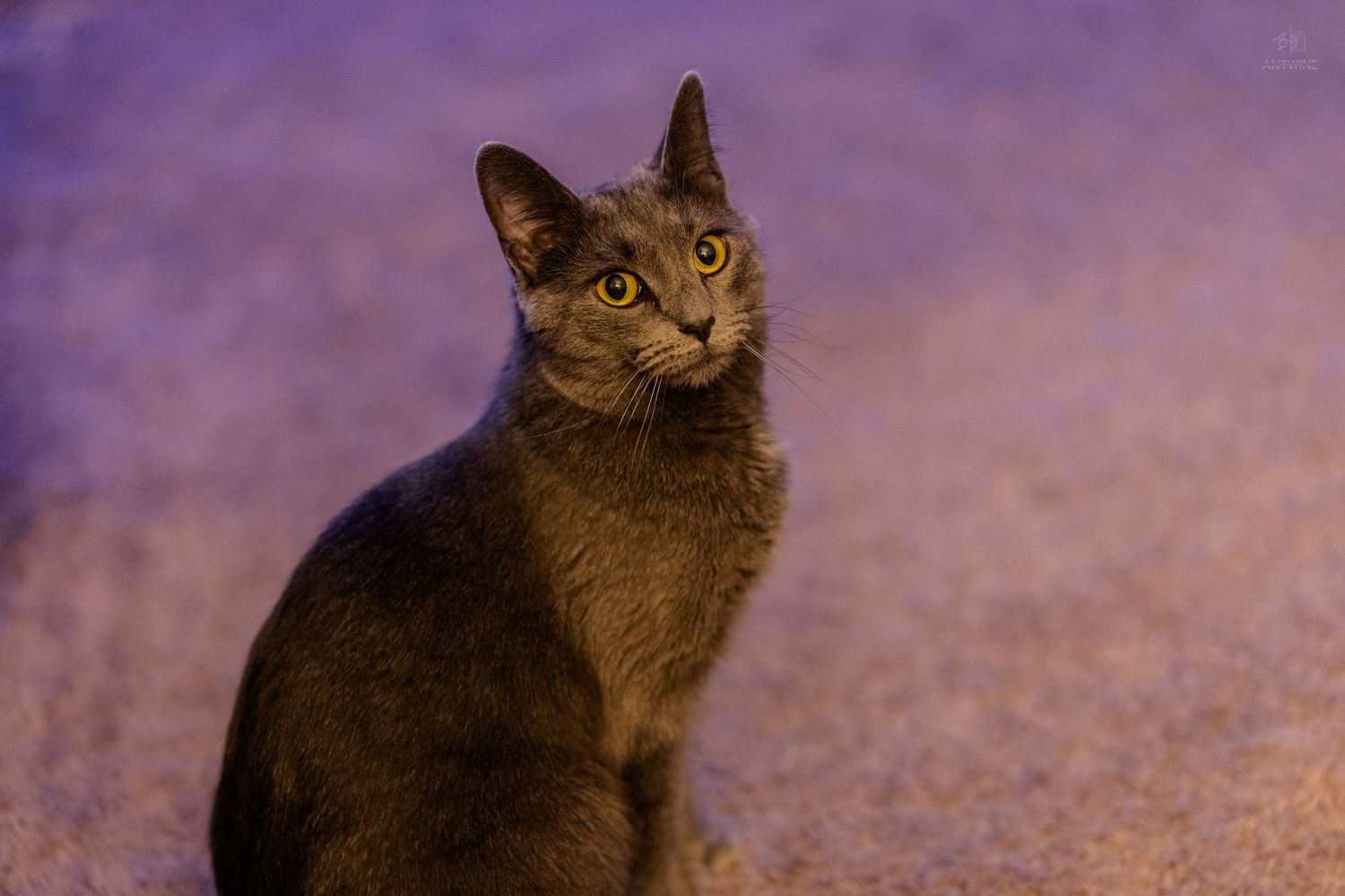 Gray cat sitting on carpet looking at camera under purple ambient lighting.