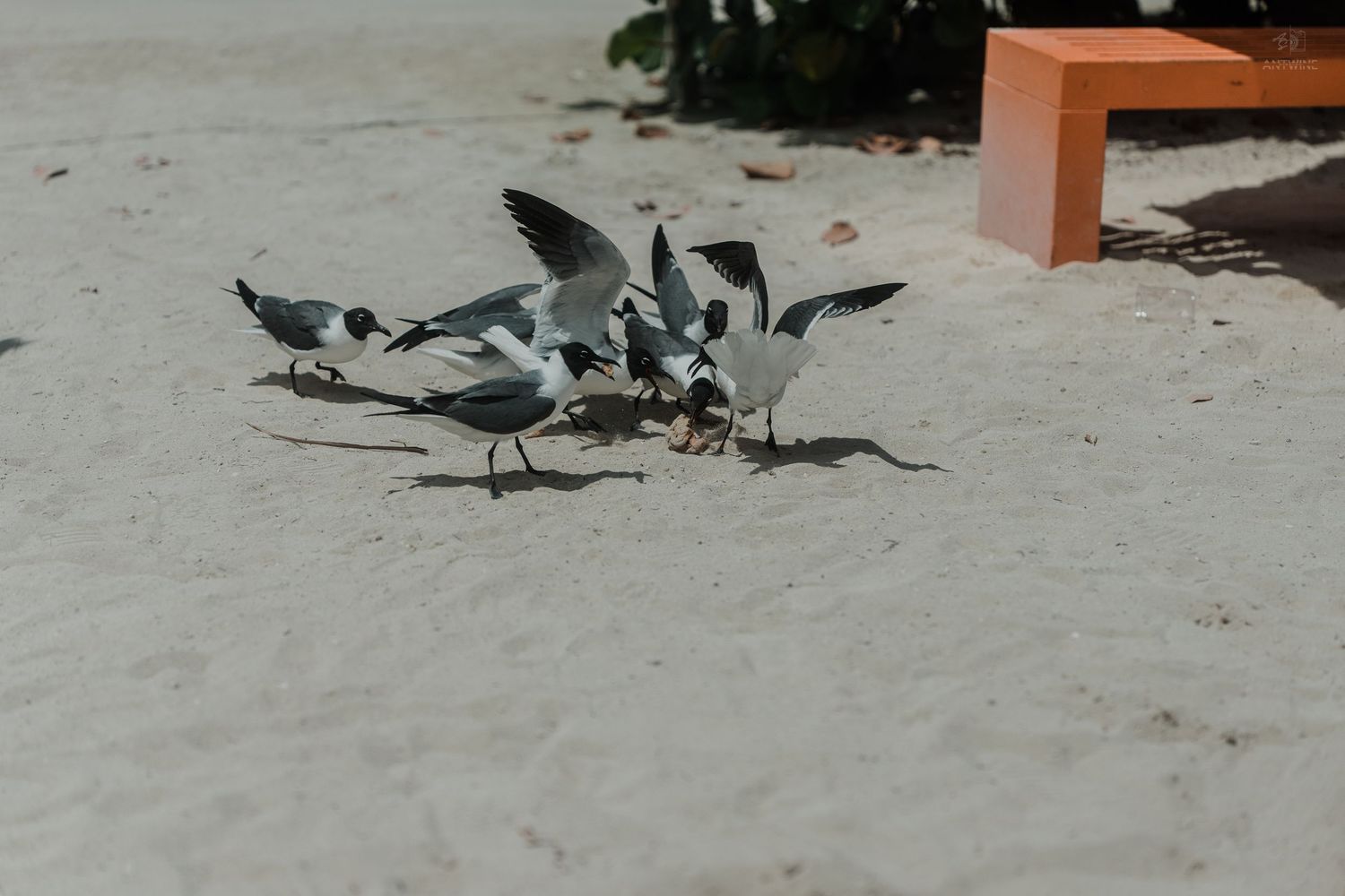 Flock of seagulls fighting over food scraps on white sandy beach near a wooden chair.