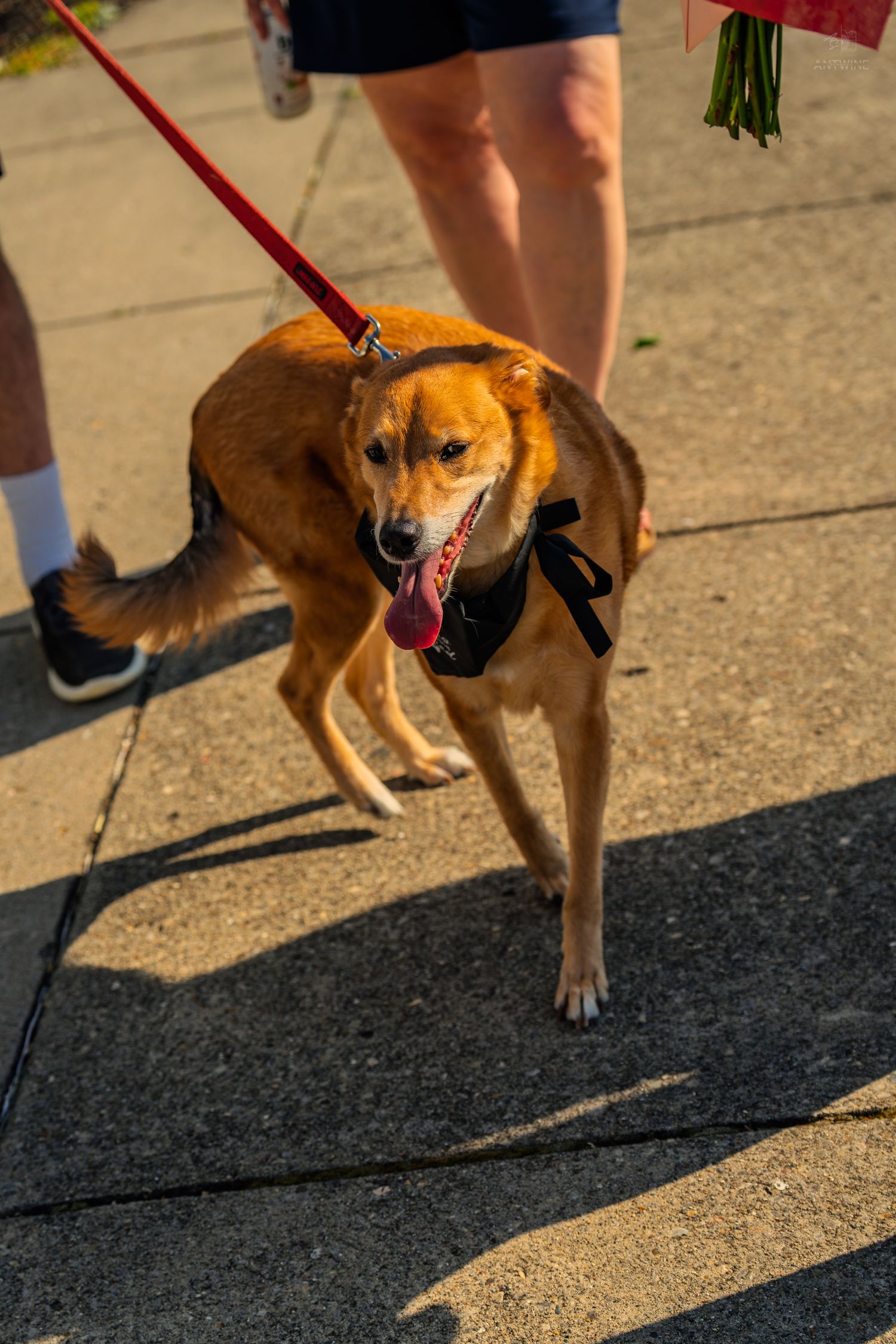 A golden-brown dog with a black bow tie walks on a leash along a sunny sidewalk with tongue out.