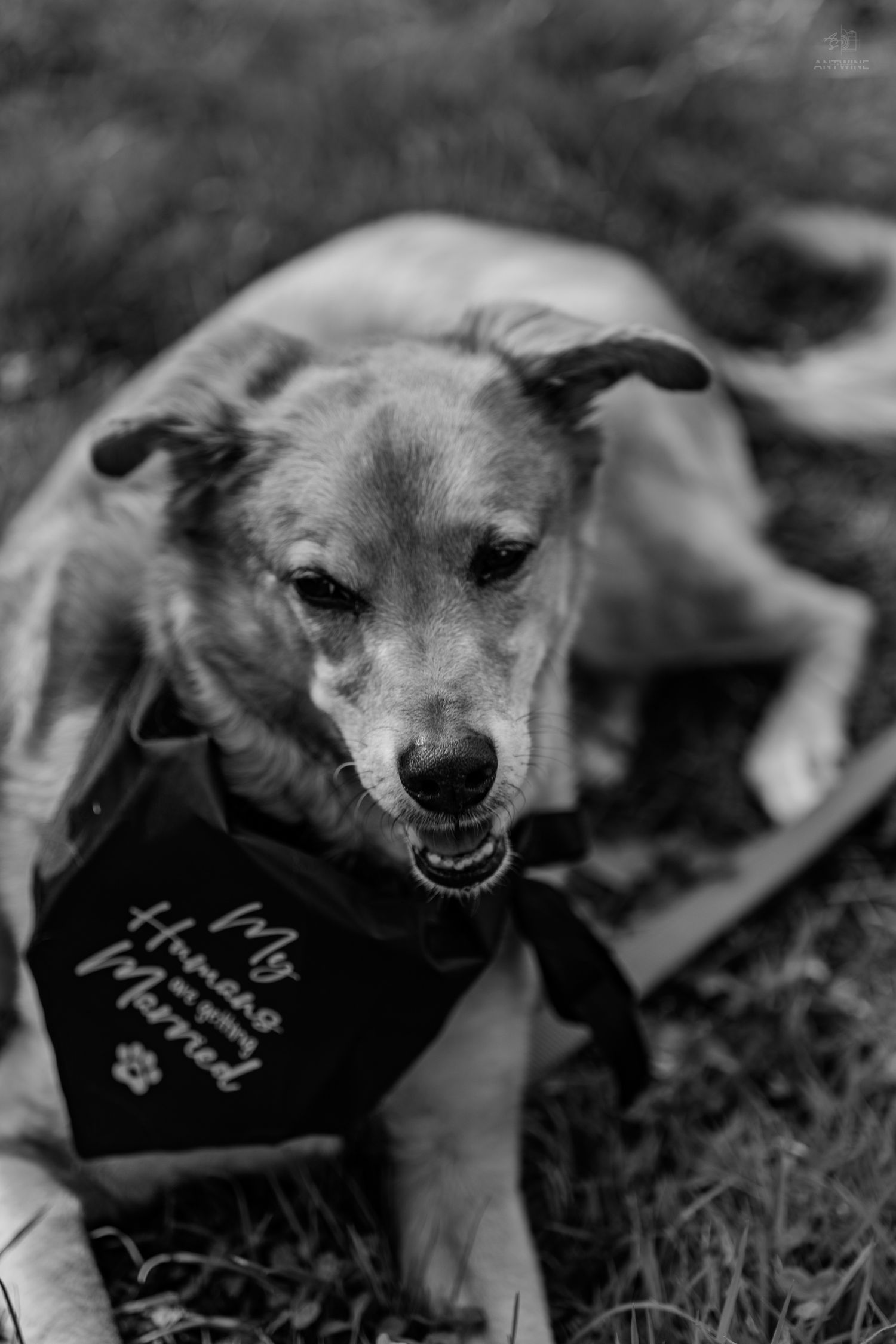 Black and white photo of a dog wearing a bandana that reads My Humans Got Married lying on grass.