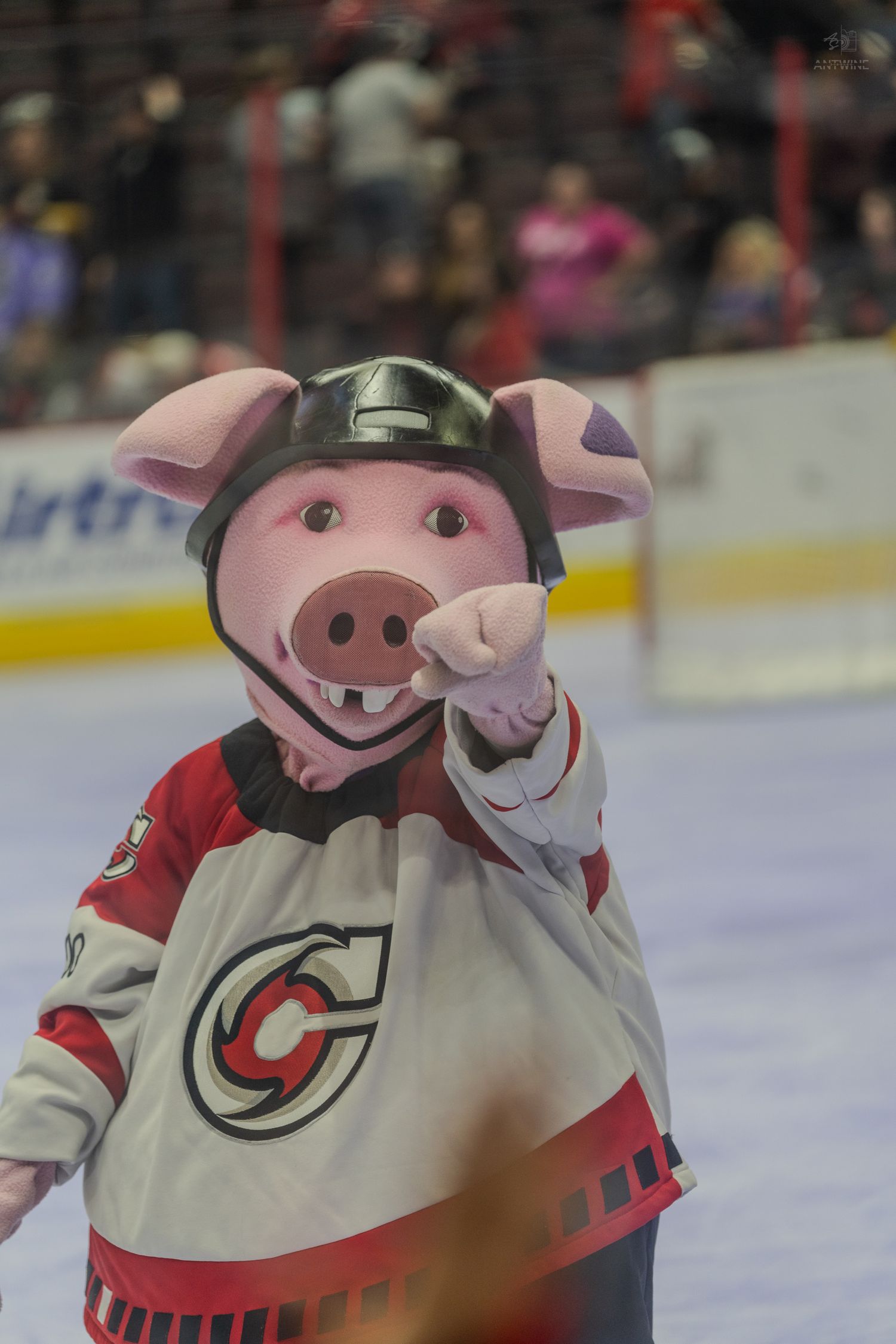 A pig mascot wearing a hockey helmet and jersey gestures with one finger raised on an ice rink.