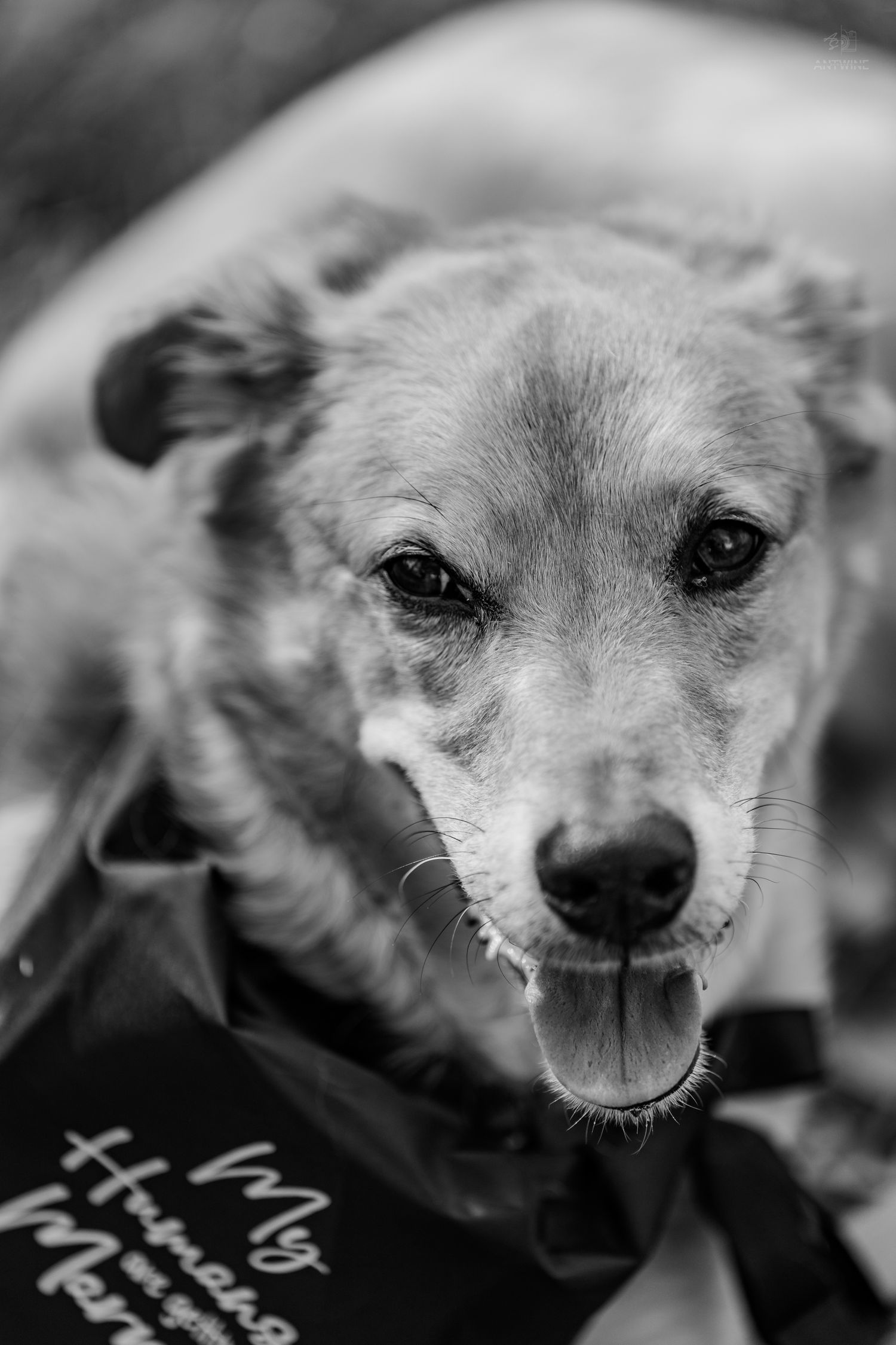 Close-up black and white portrait of a dog wearing a My Humans Got Married bandana outdoors.