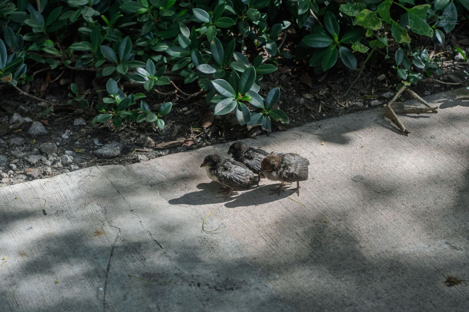 Two small ducklings resting on a sunlit concrete path beside green shrubs.