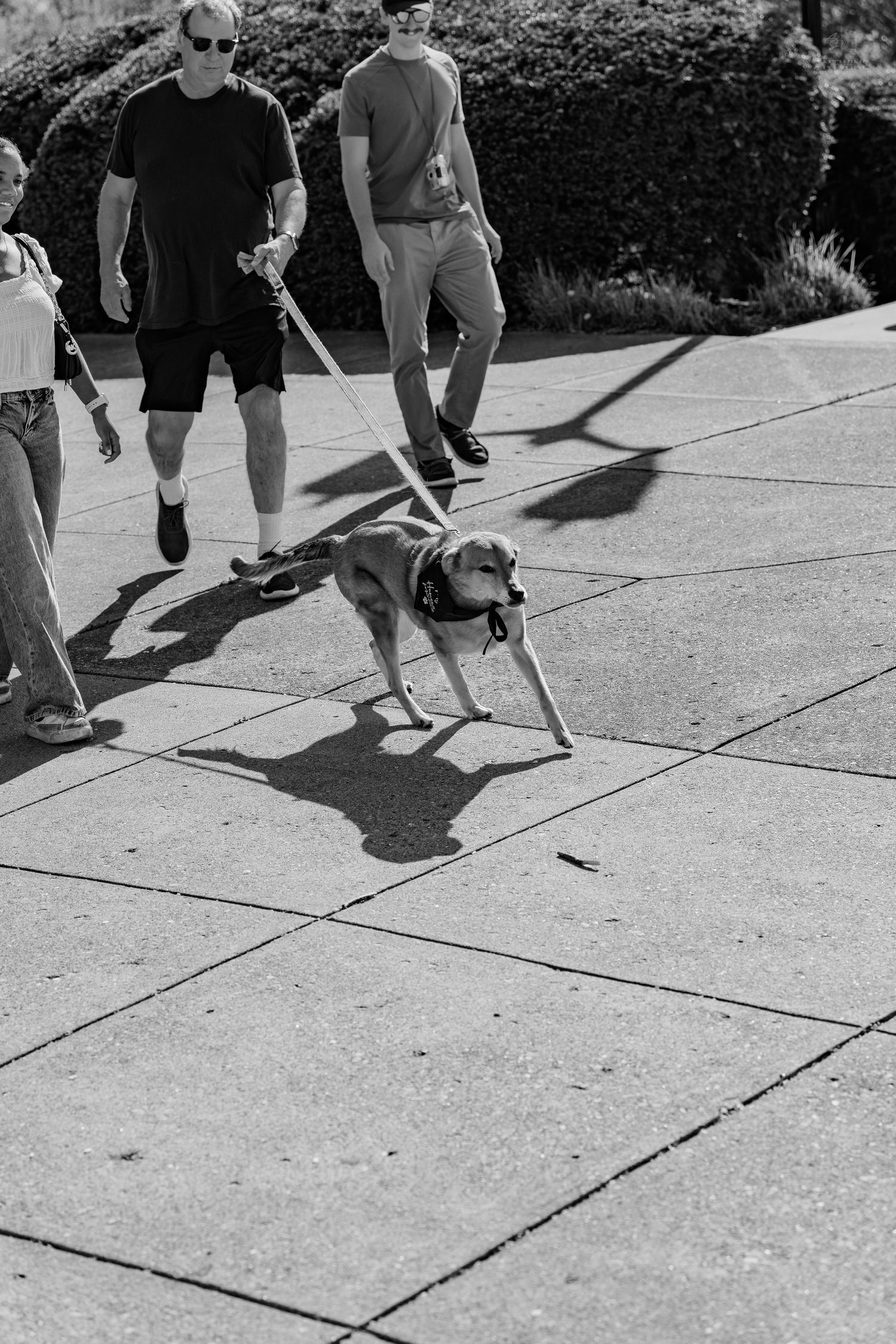 Black and white photo of people walking a dog on a leash along a paved path outdoors.