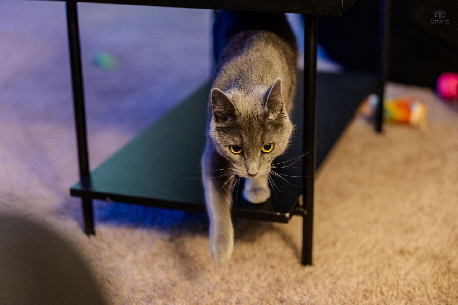 Gray cat walking under a black shelf on carpet, looking directly at the camera.