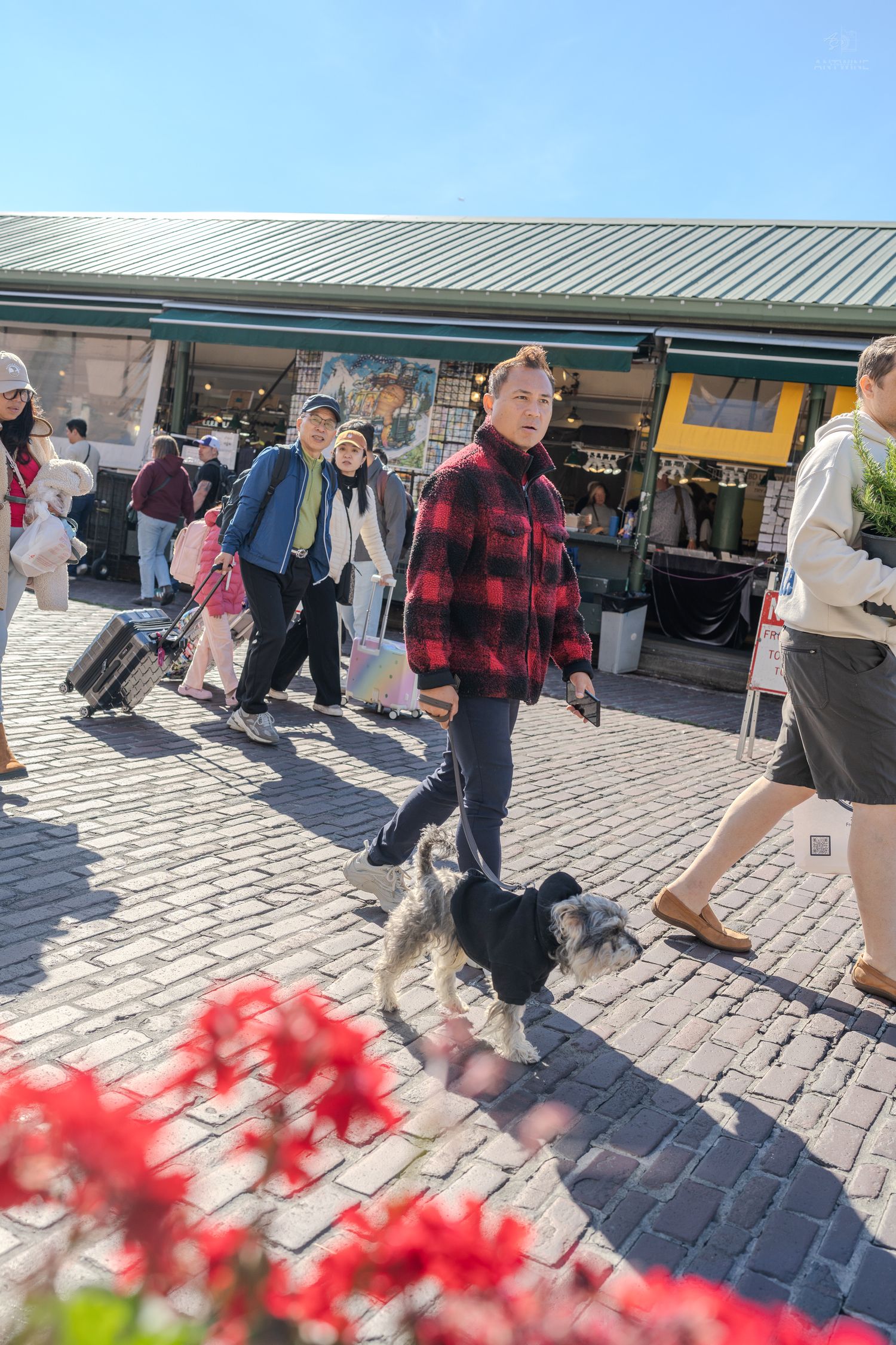 Woman in red plaid jacket walking a small dog on cobblestone streets at Seattle's Pike Place Market.