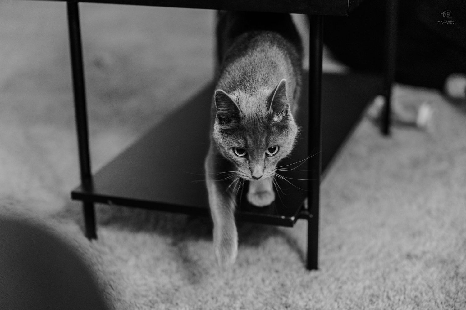 Gray cat walking under black metal table on carpet in black and white photo.