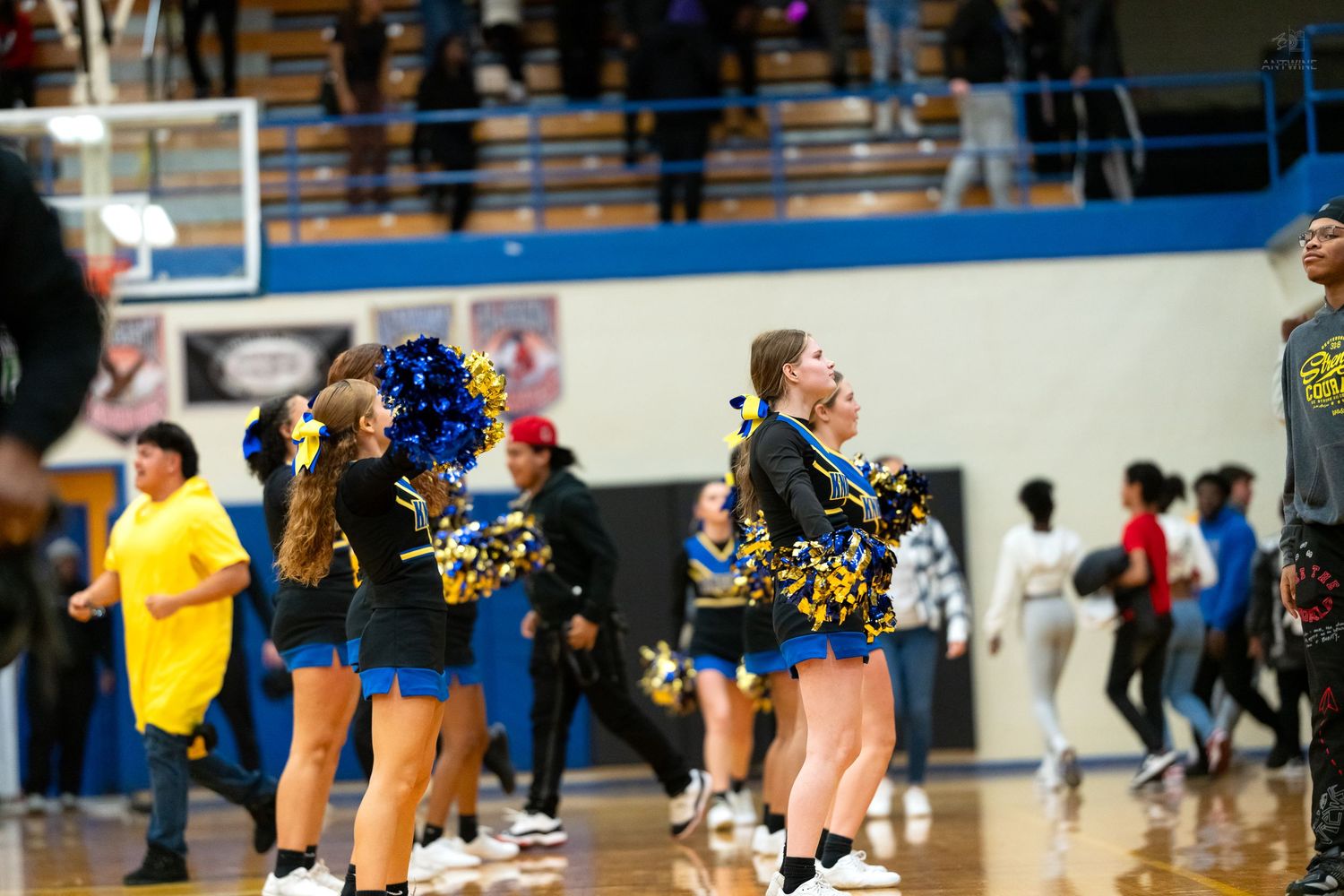 High school cheerleaders with blue and gold pom-poms stand on a crowded basketball court sideline.