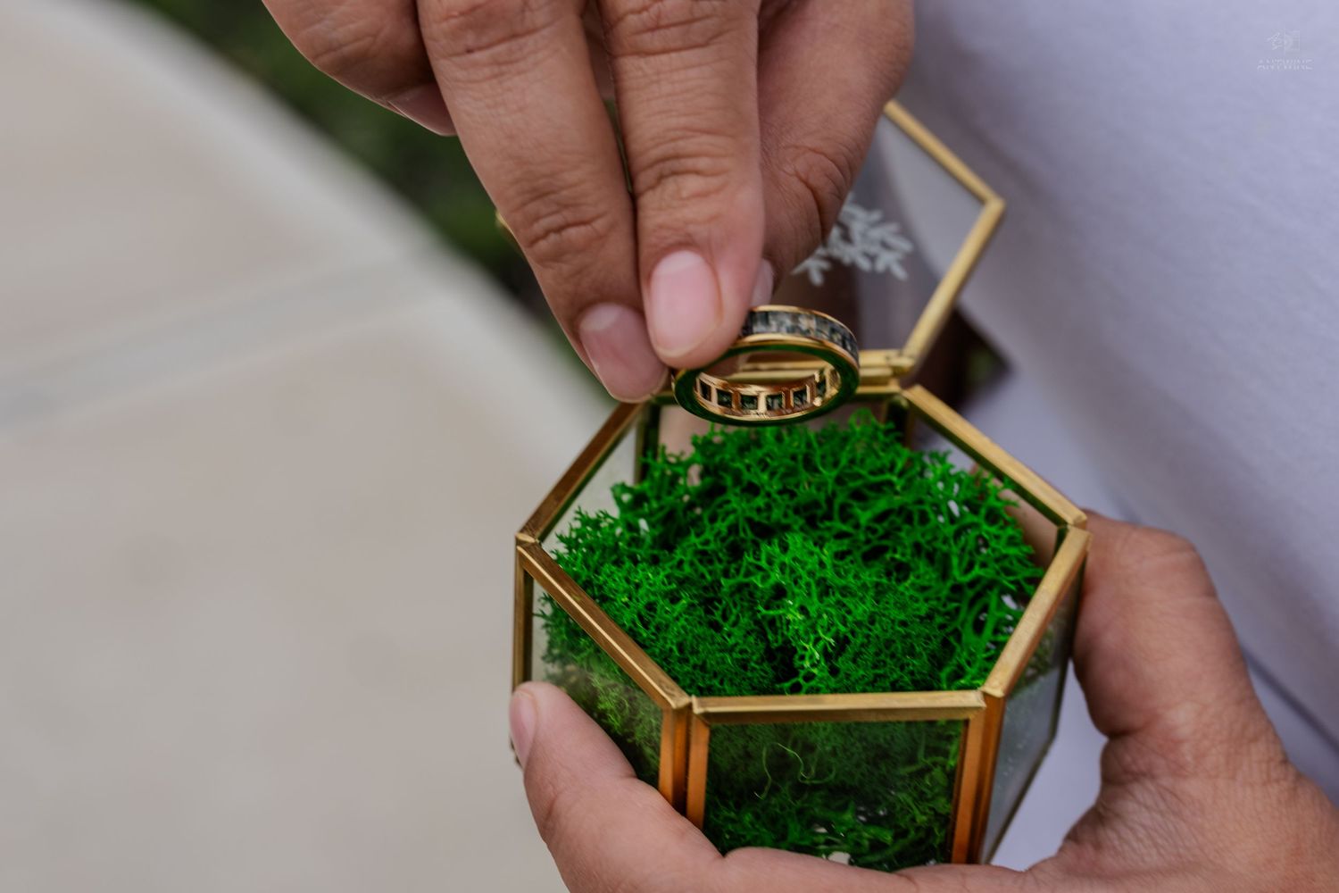 Two gold wedding rings displayed in an open hexagonal glass box with vibrant green moss.