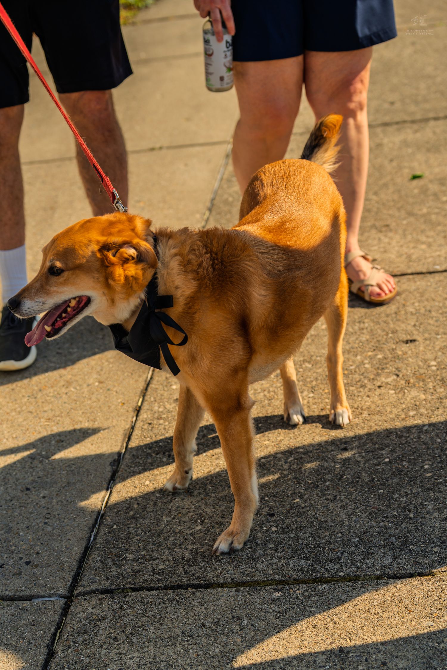 A golden retriever mix dog wearing a black bow tie on a red leash walks outdoors on a sunny day.