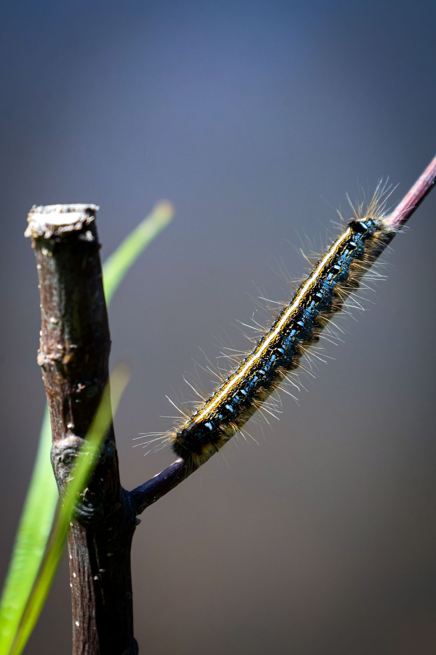 A close up ohoto of a cattapillar on a small tree stem.