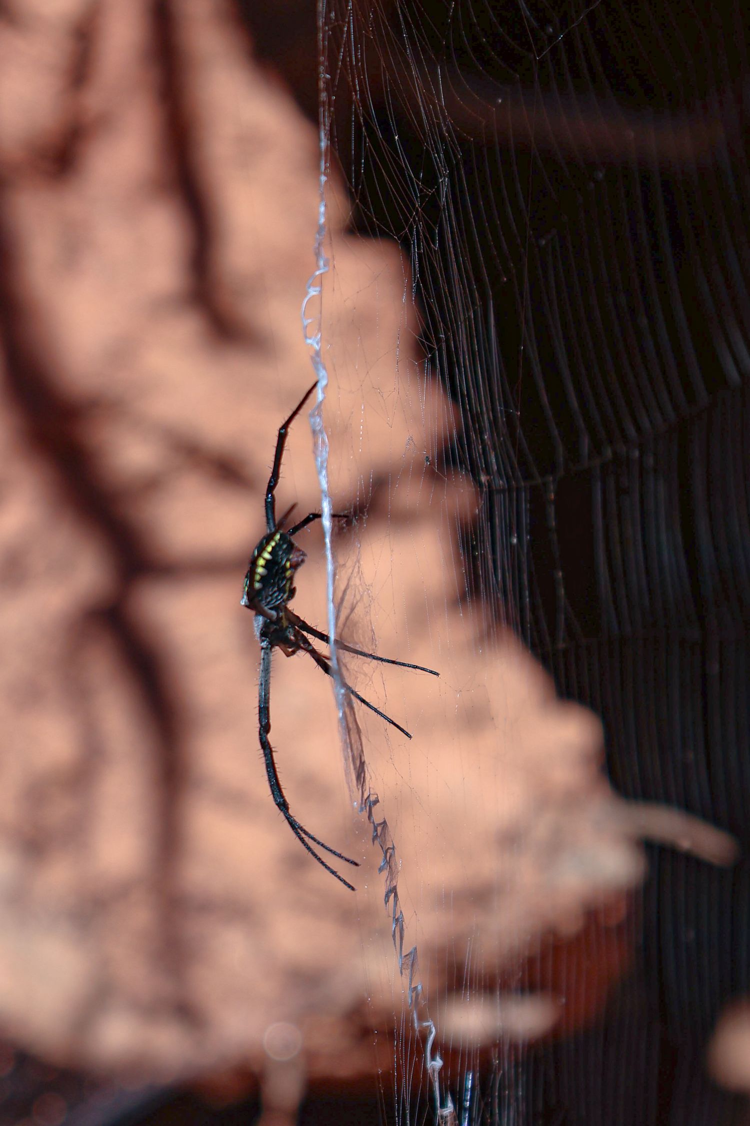 A close up photo of a spider on its web.