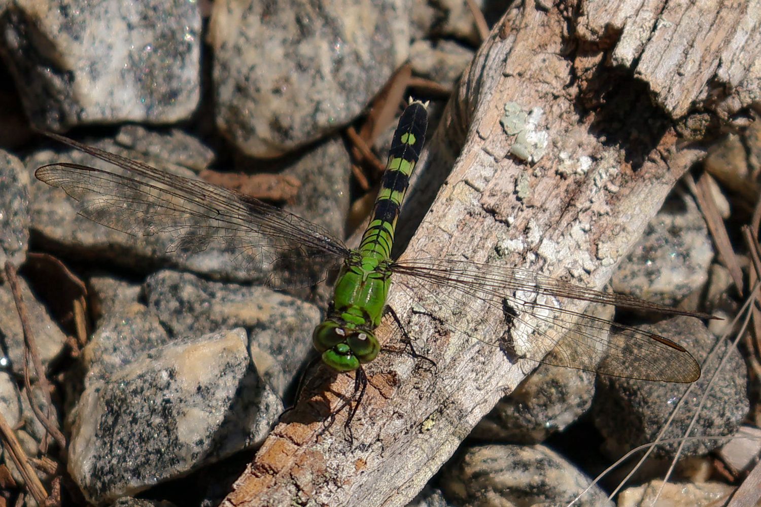 Close up of a green dragonfly on a piece of wood surrounded by rocks.