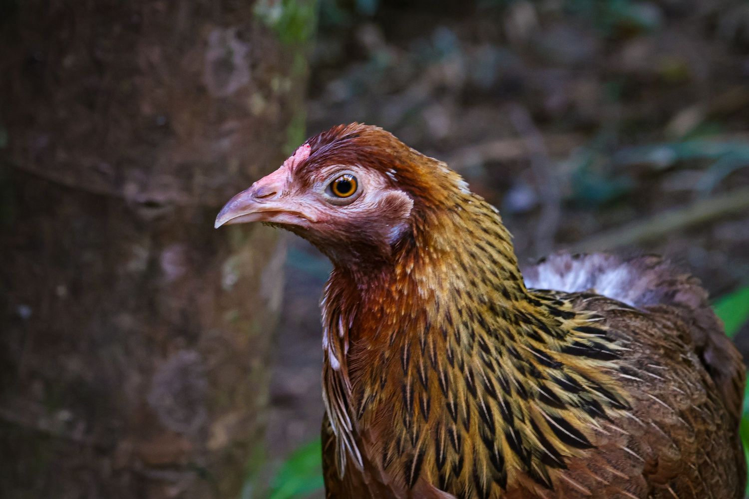A close up headshot of a chicken