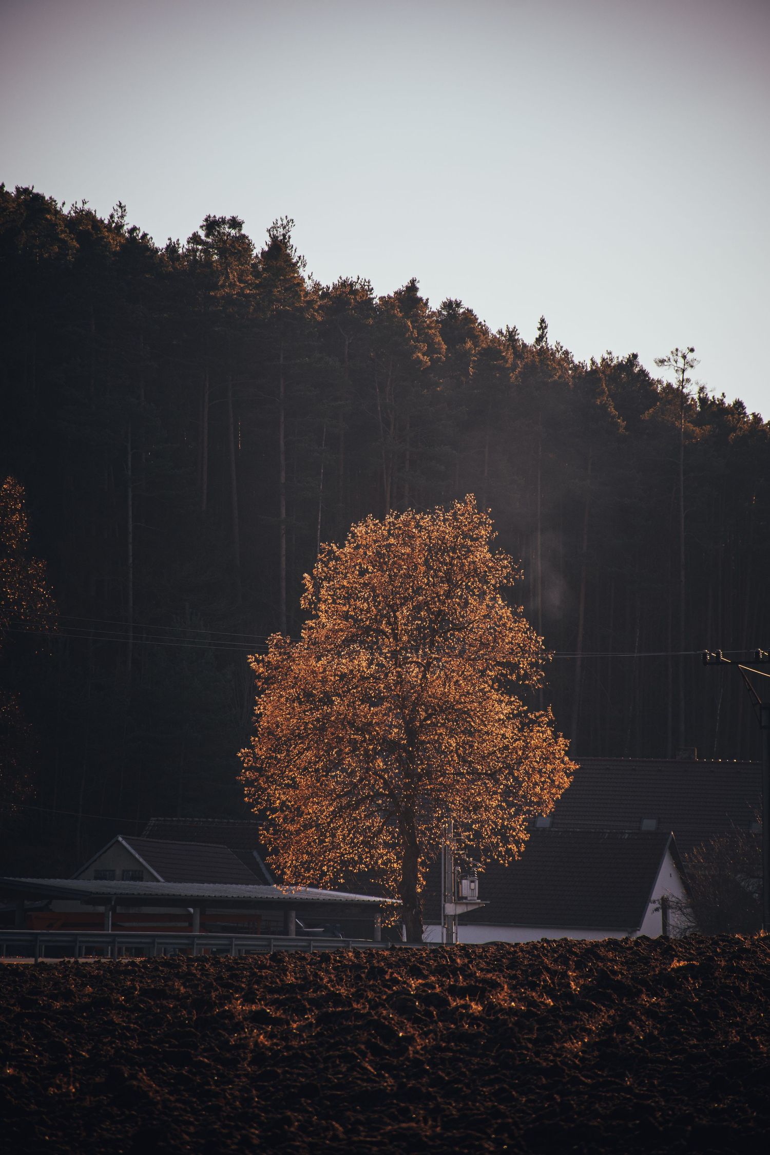 A solitary autumn tree with golden orange leaves stands illuminated against a dark forested hillside at dusk.