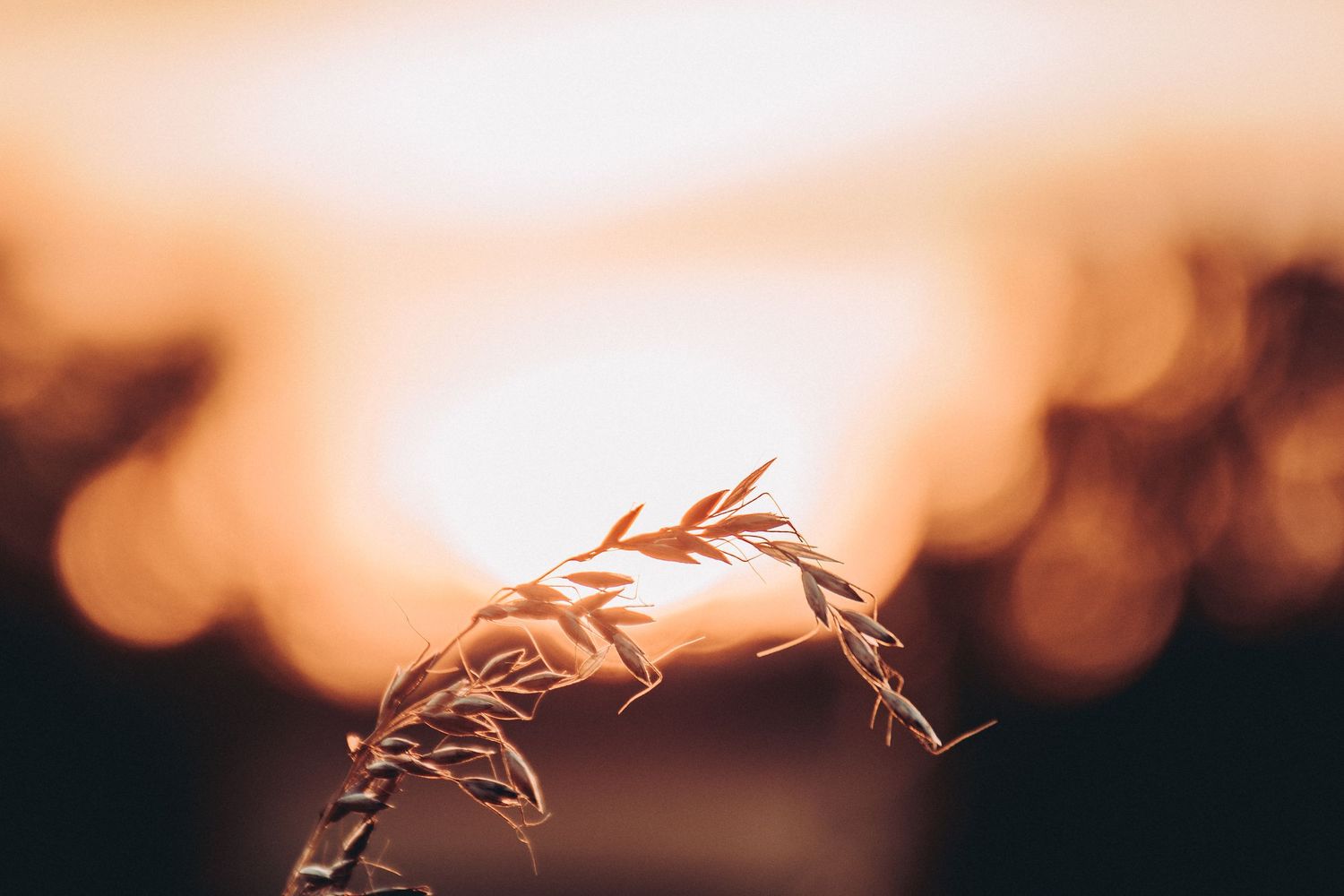 Single dried grass stem silhouetted against warm golden bokeh sunset background in soft focus.
