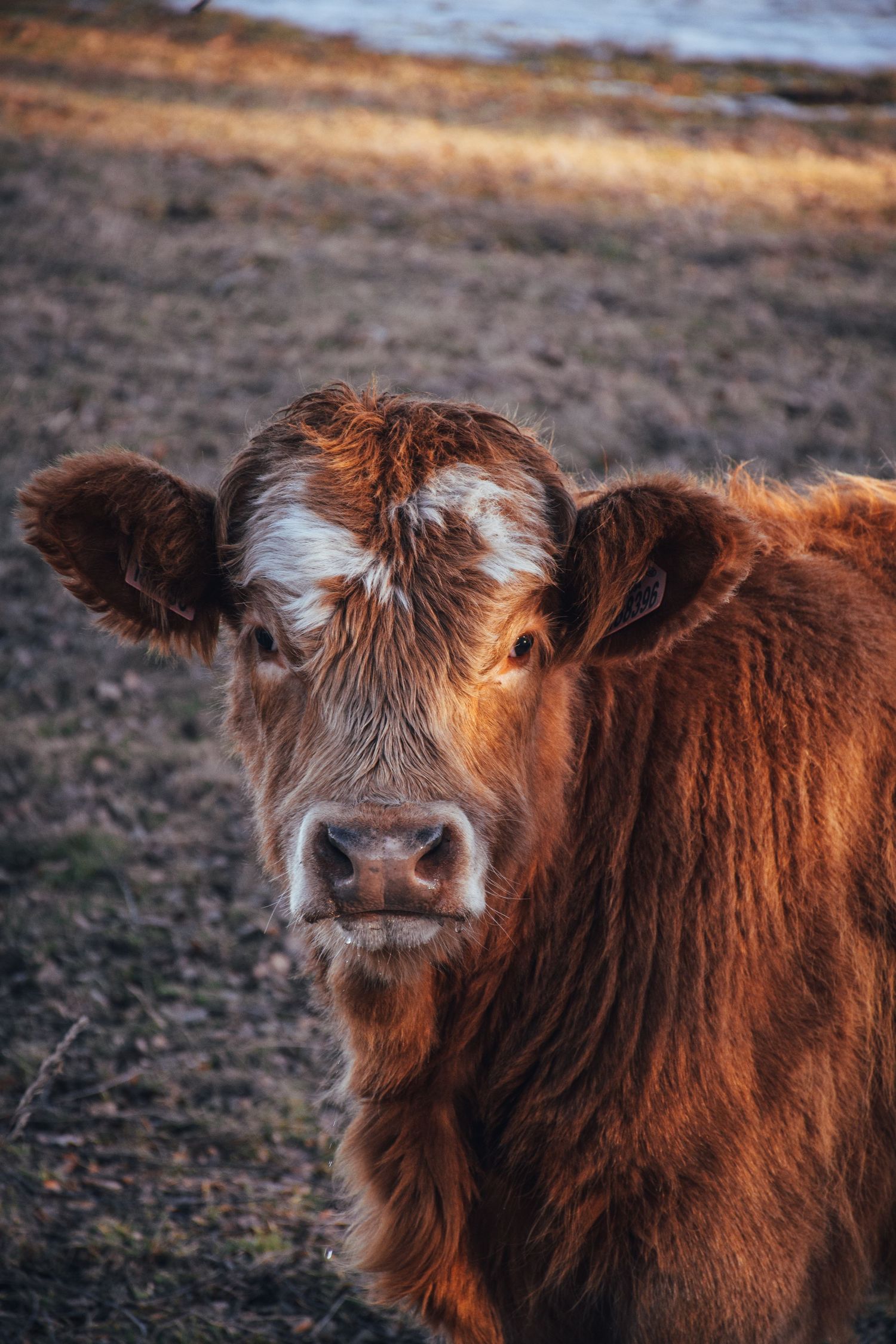 Close-up portrait of a fluffy brown and white calf looking directly at the camera in a field.