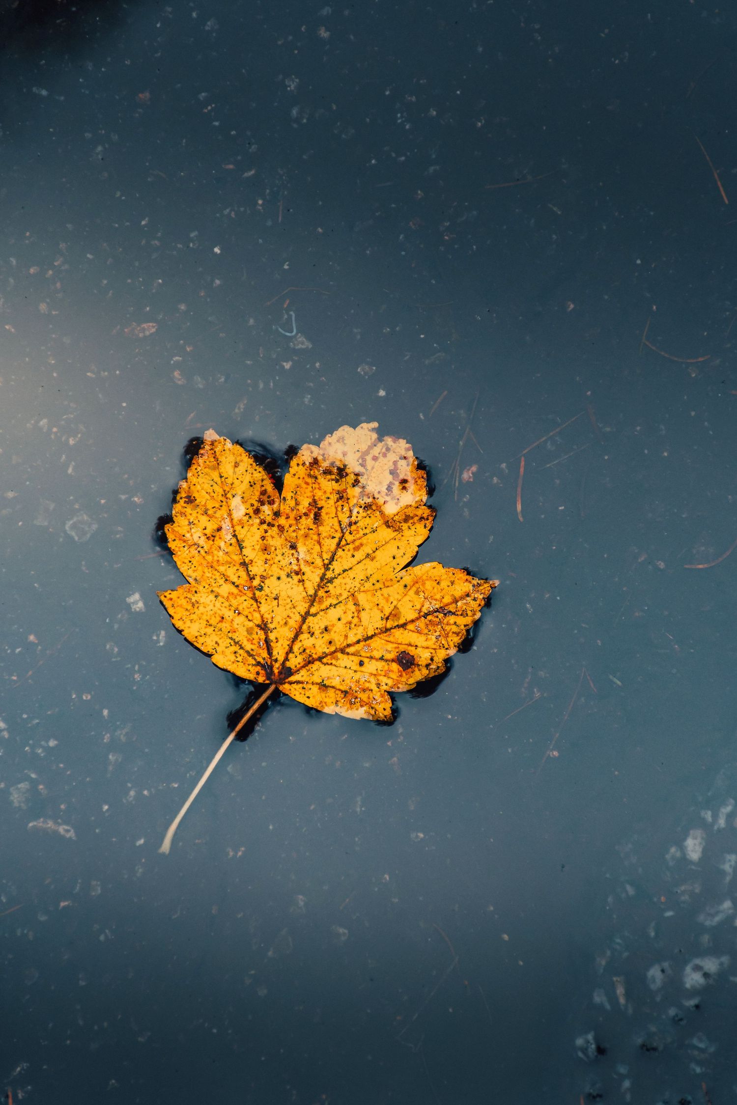 A single golden autumn leaf with detailed veins floats on a dark reflective water surface.