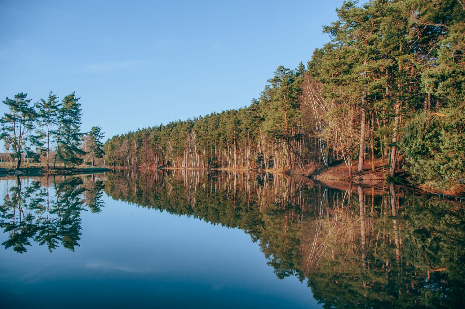 Calm lake reflecting pine trees and blue sky on a clear sunny day in a serene forest landscape.