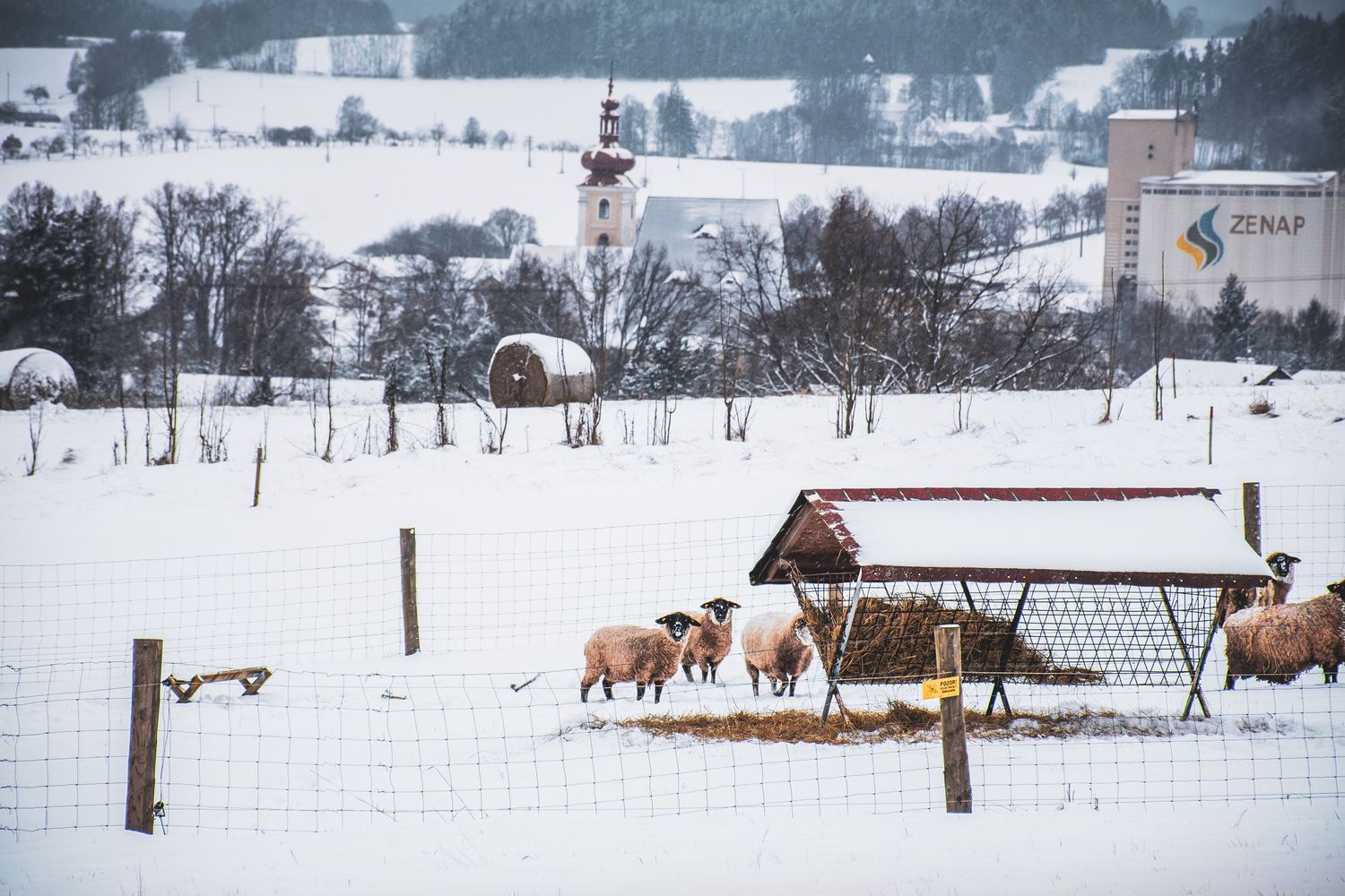 Sheep gather around a hay feeder in a snow-covered farm field with a church visible in the background.