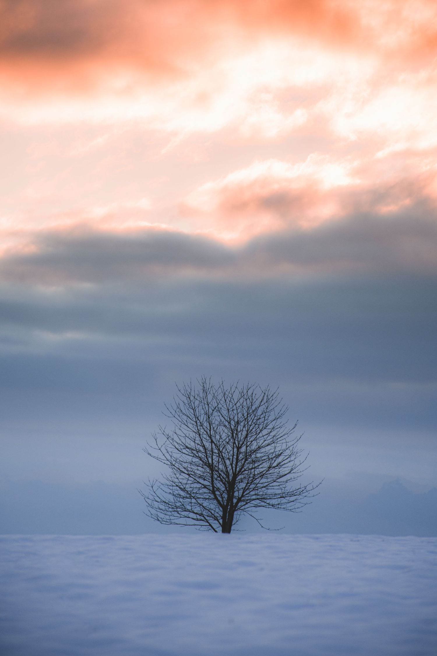 A lone bare tree stands in a vast snowy field beneath dramatic orange and grey winter clouds at sunset.