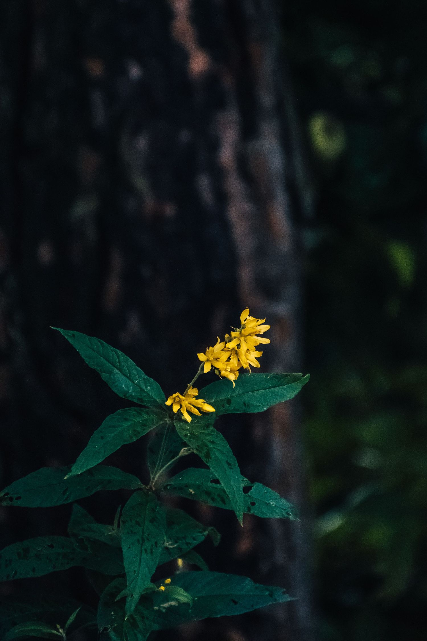 Bright yellow wildflowers with green leaves growing in front of a dark textured tree trunk in forest.