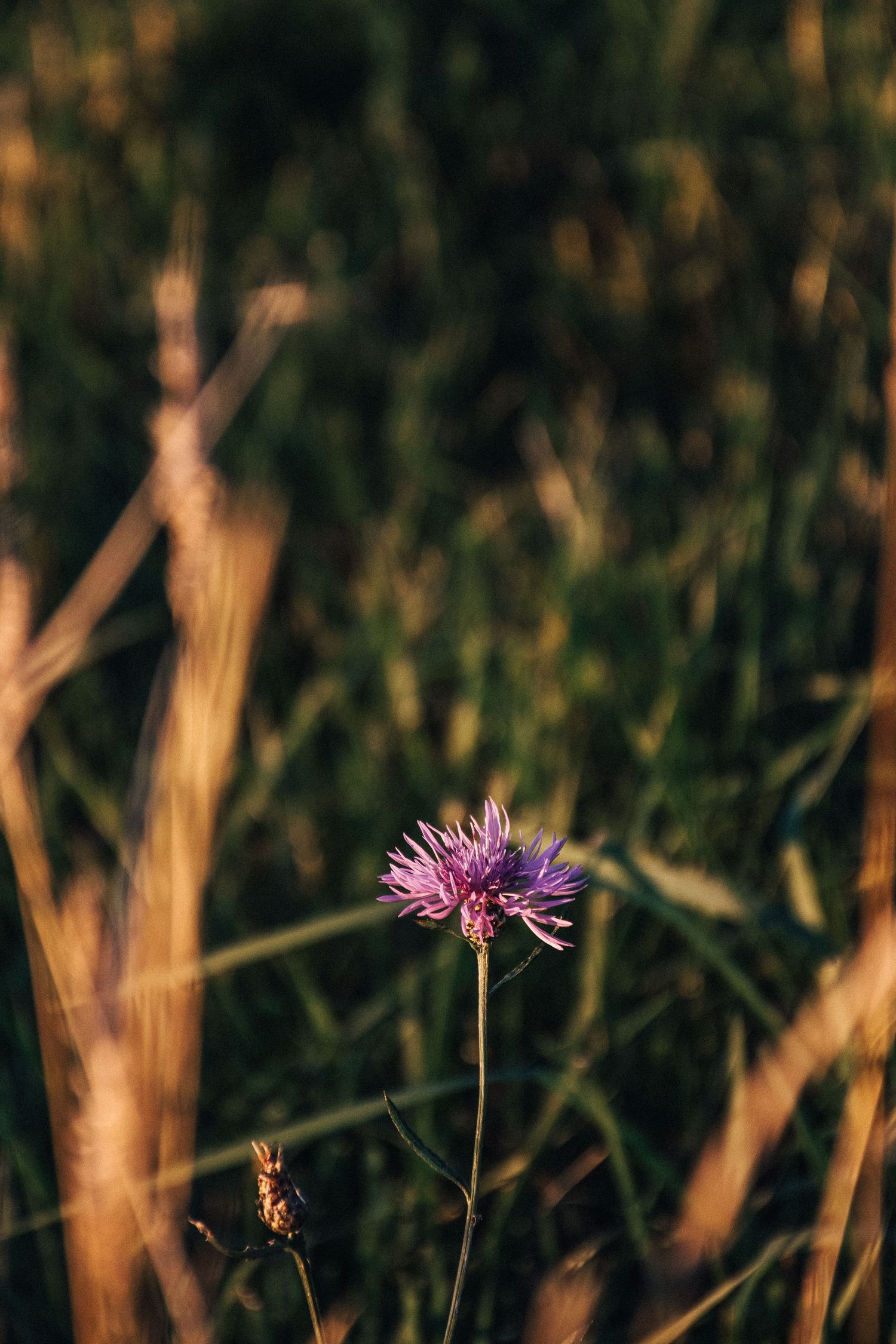 A single purple wildflower blooming in a sunlit meadow with blurred green grass in the background.