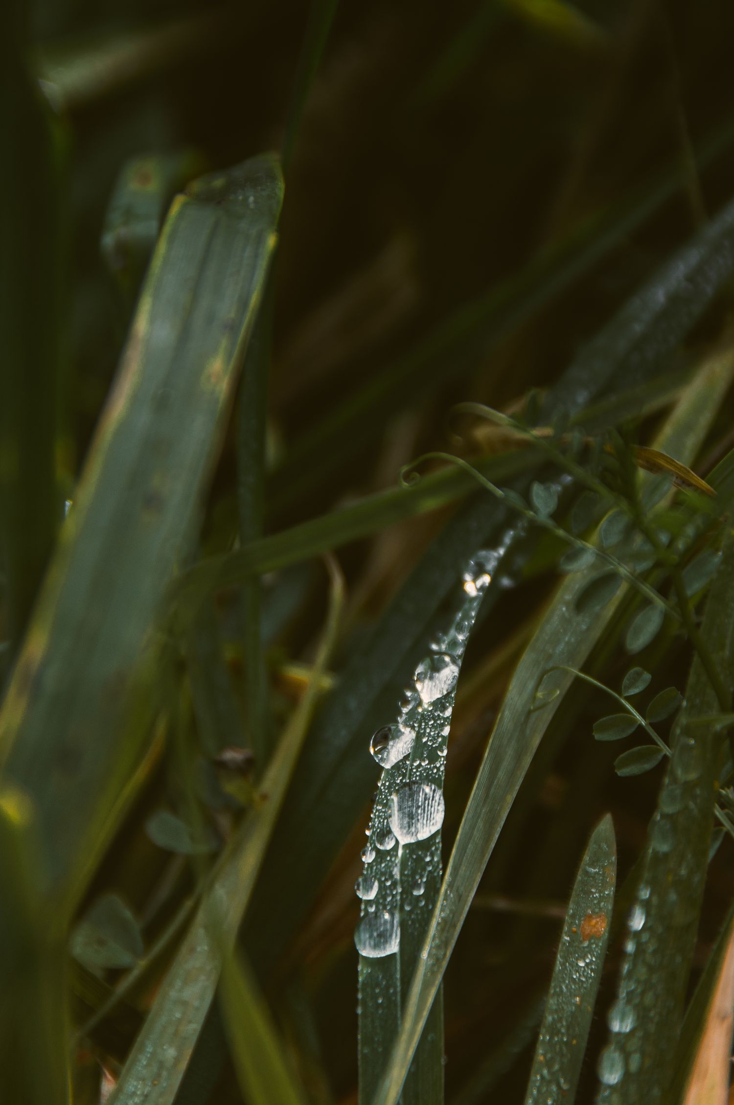 Close-up macro shot of water droplets on dark green grass blades with shallow depth of field.