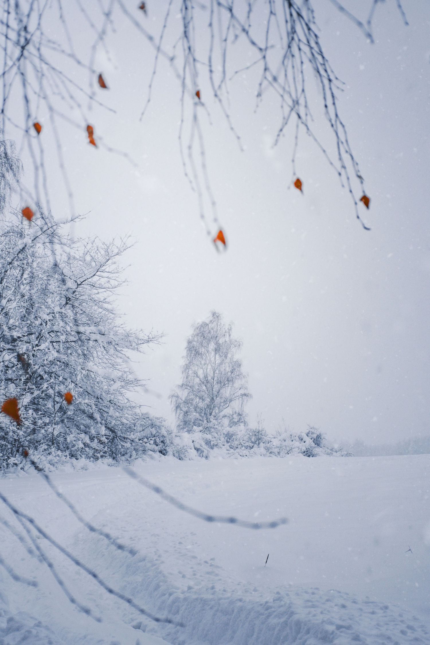Snow-covered winter landscape with bare branches holding orange leaves framing a misty white field and trees.
