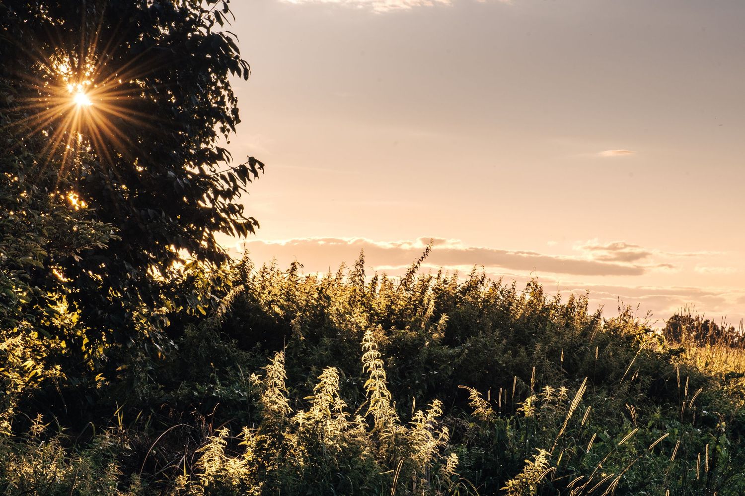 Sun rays burst through trees illuminating wild green meadow plants at golden hour sunset.