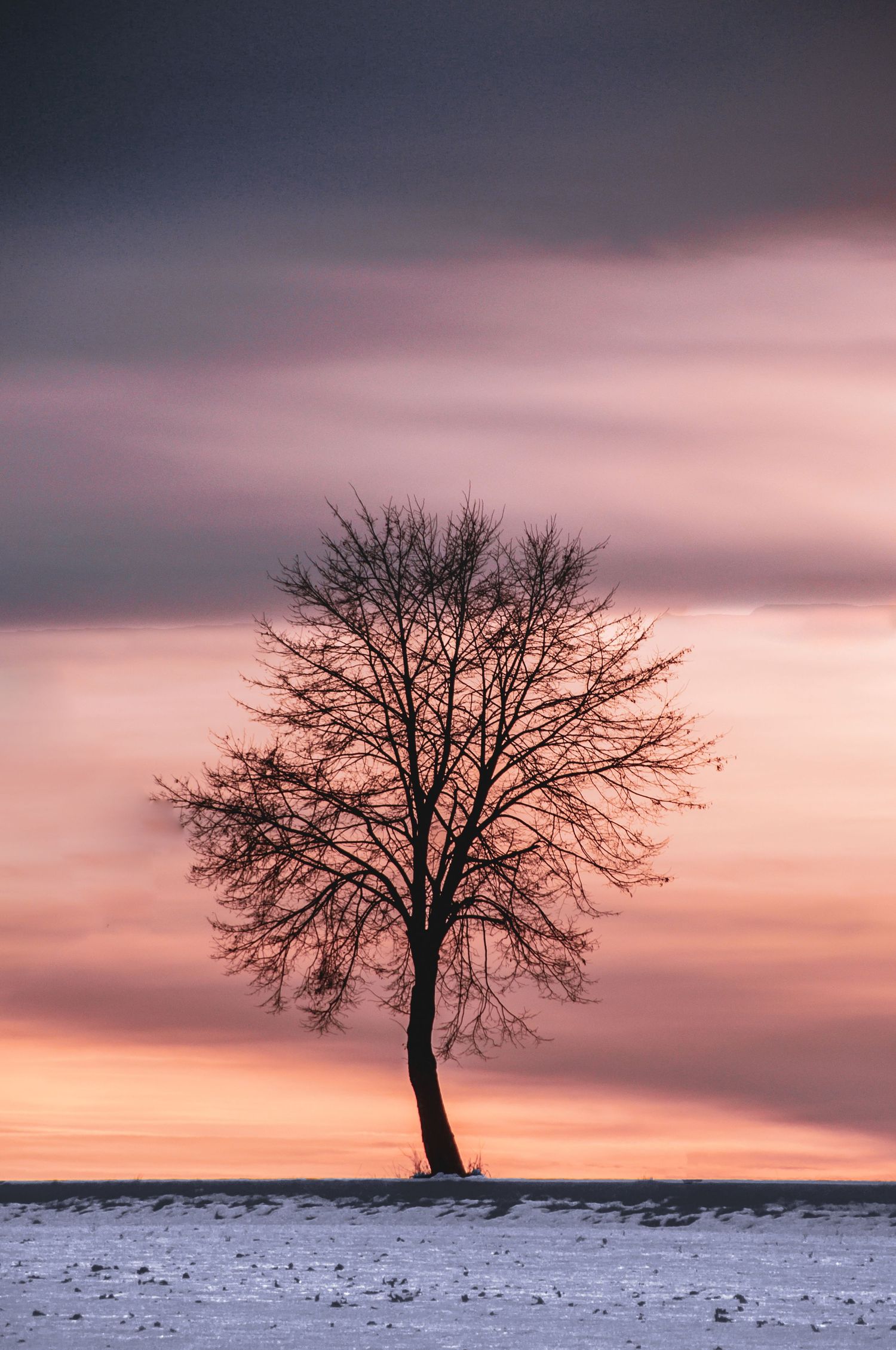 Lone bare tree silhouetted against a vibrant pink and orange winter sunset sky over snowy field.