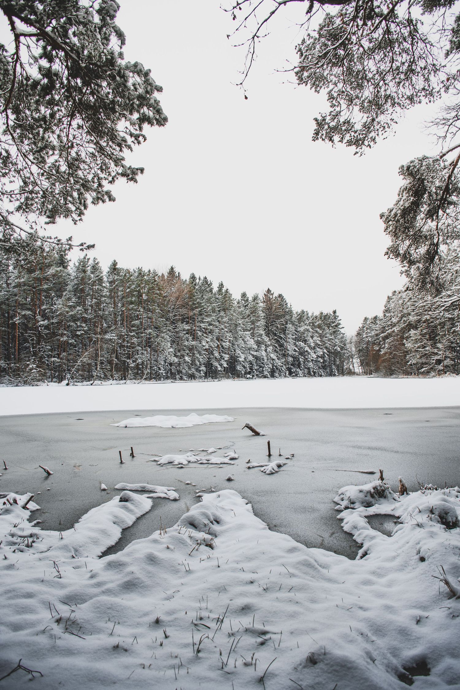 A frozen snow-covered lake surrounded by pine trees dusted with snow on a grey overcast winter day.