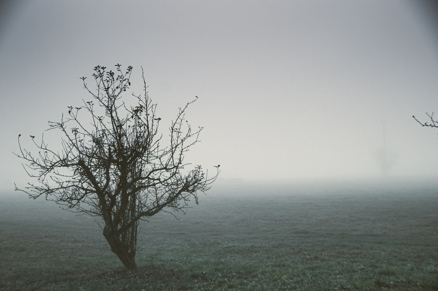 A lone bare tree stands in a misty foggy field with another tree visible in the distance on a grey day.