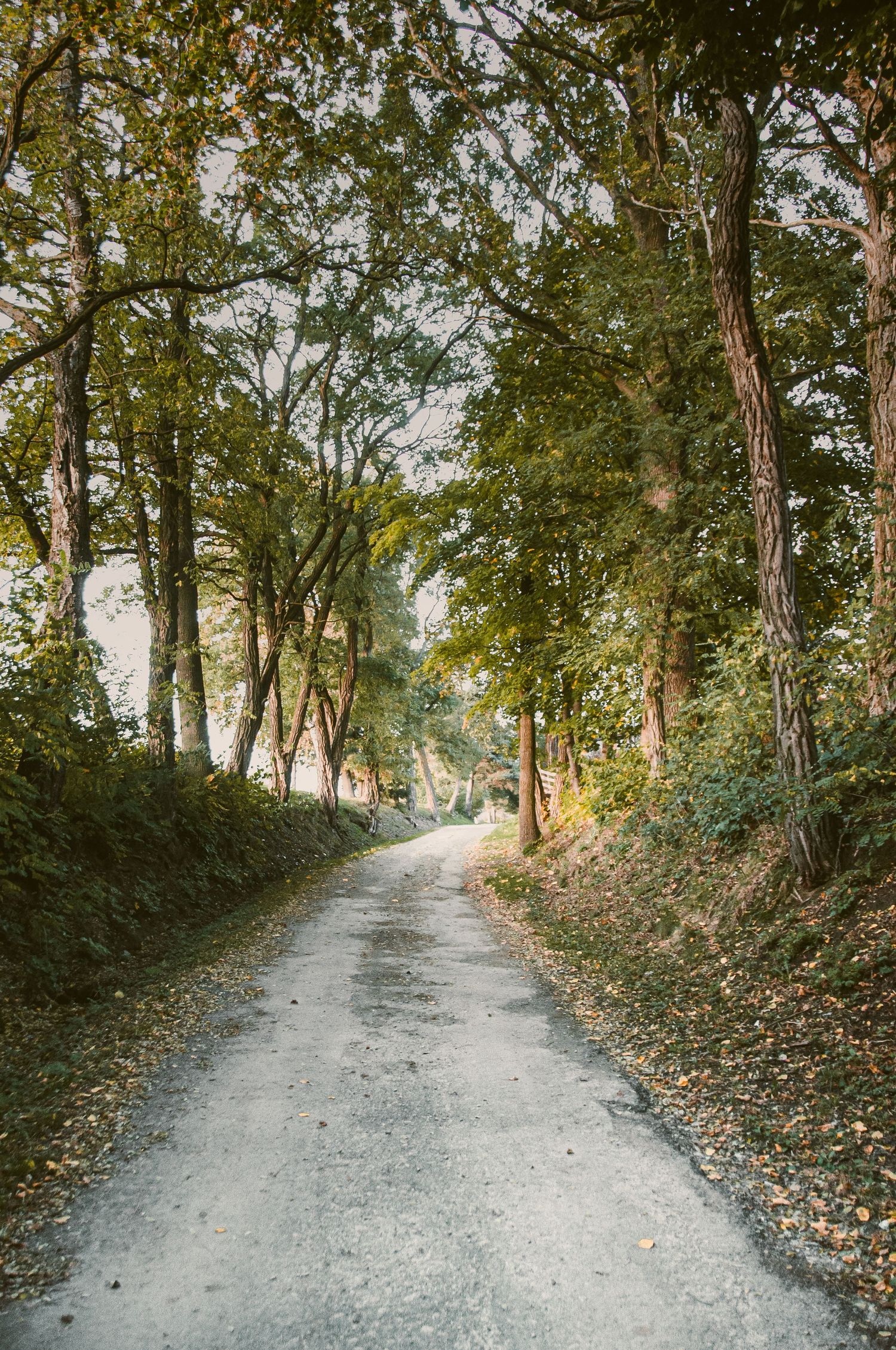 Sunlit gravel road lined with tall green trees and fallen leaves in a peaceful countryside setting.
