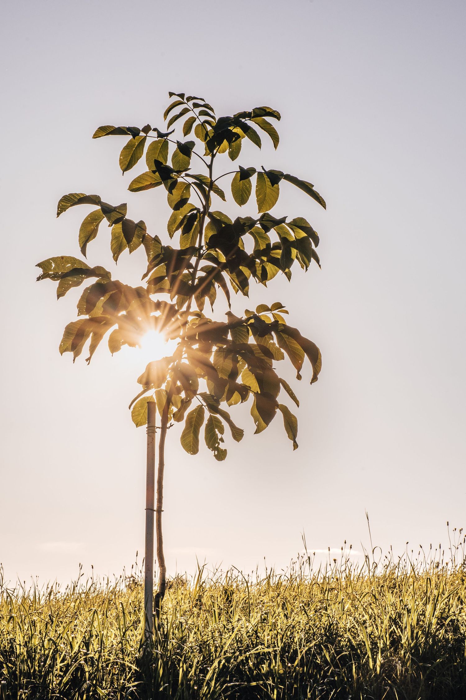 Young sapling tree backlit by sunburst rays glowing through leaves against a clear sky over a grassy field.