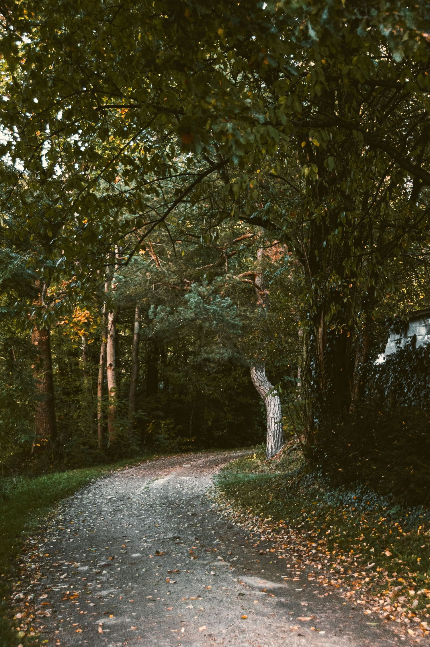 Narrow gravel path winding through dense green forest trees with fallen autumn leaves on the ground.