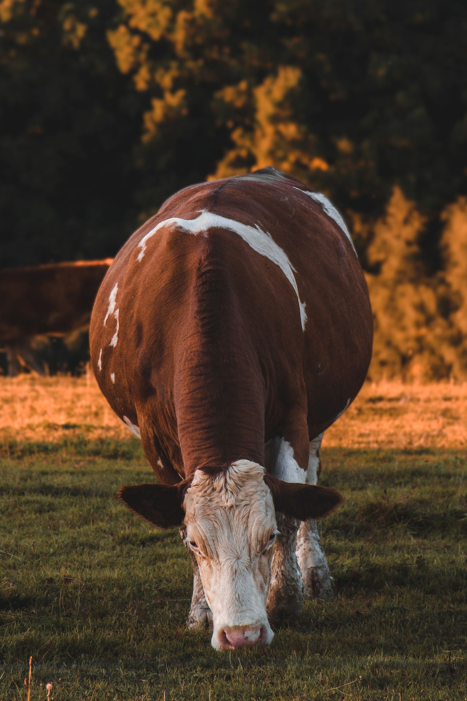 A brown and white Hereford cow grazing on green grass bathed in warm golden sunset light.