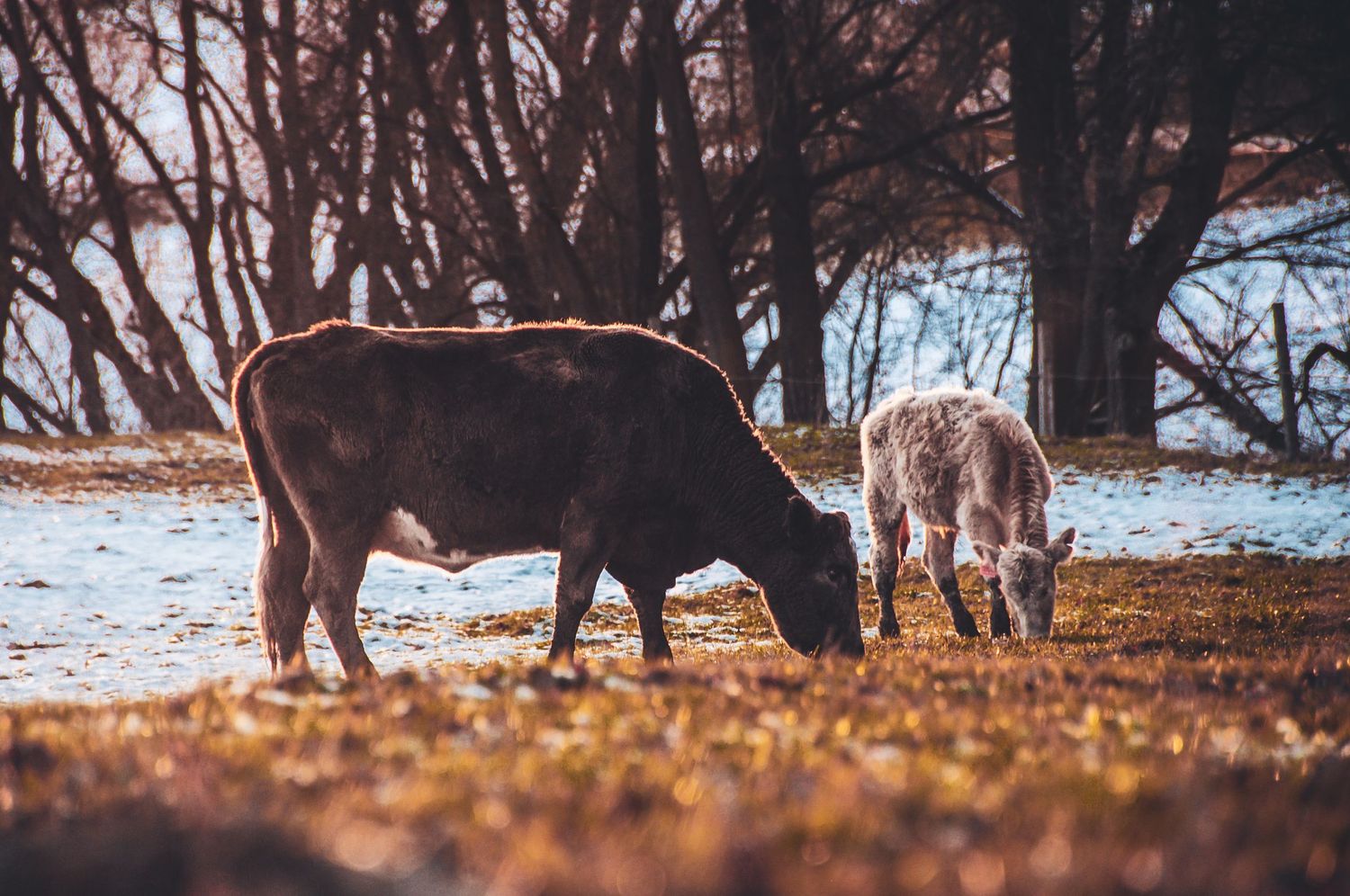 Two cows grazing on frost-covered grass near bare trees in a scenic winter countryside landscape.