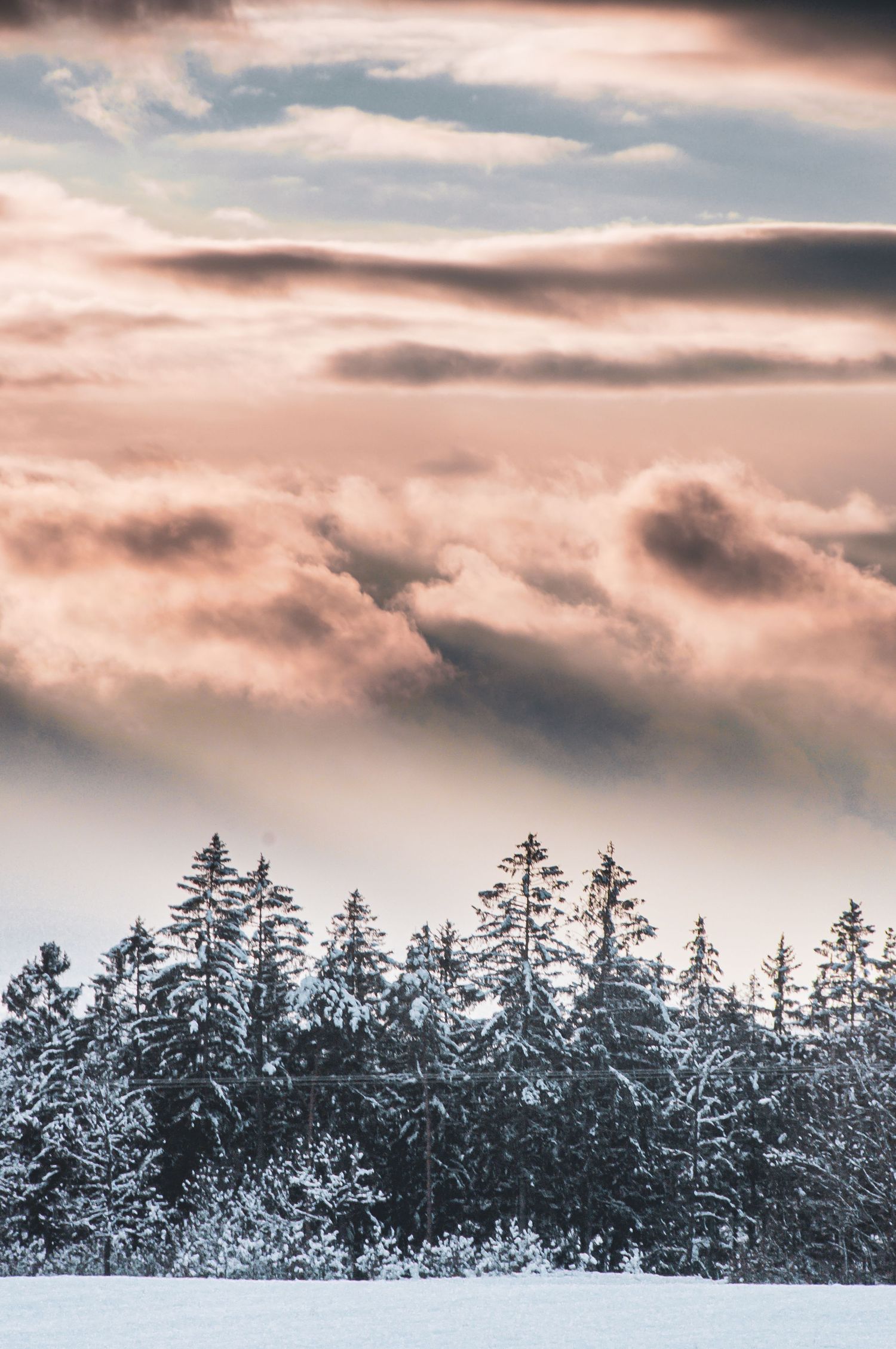 Snow-covered pine trees silhouetted against a dramatic pink and purple cloudy winter sunset sky.