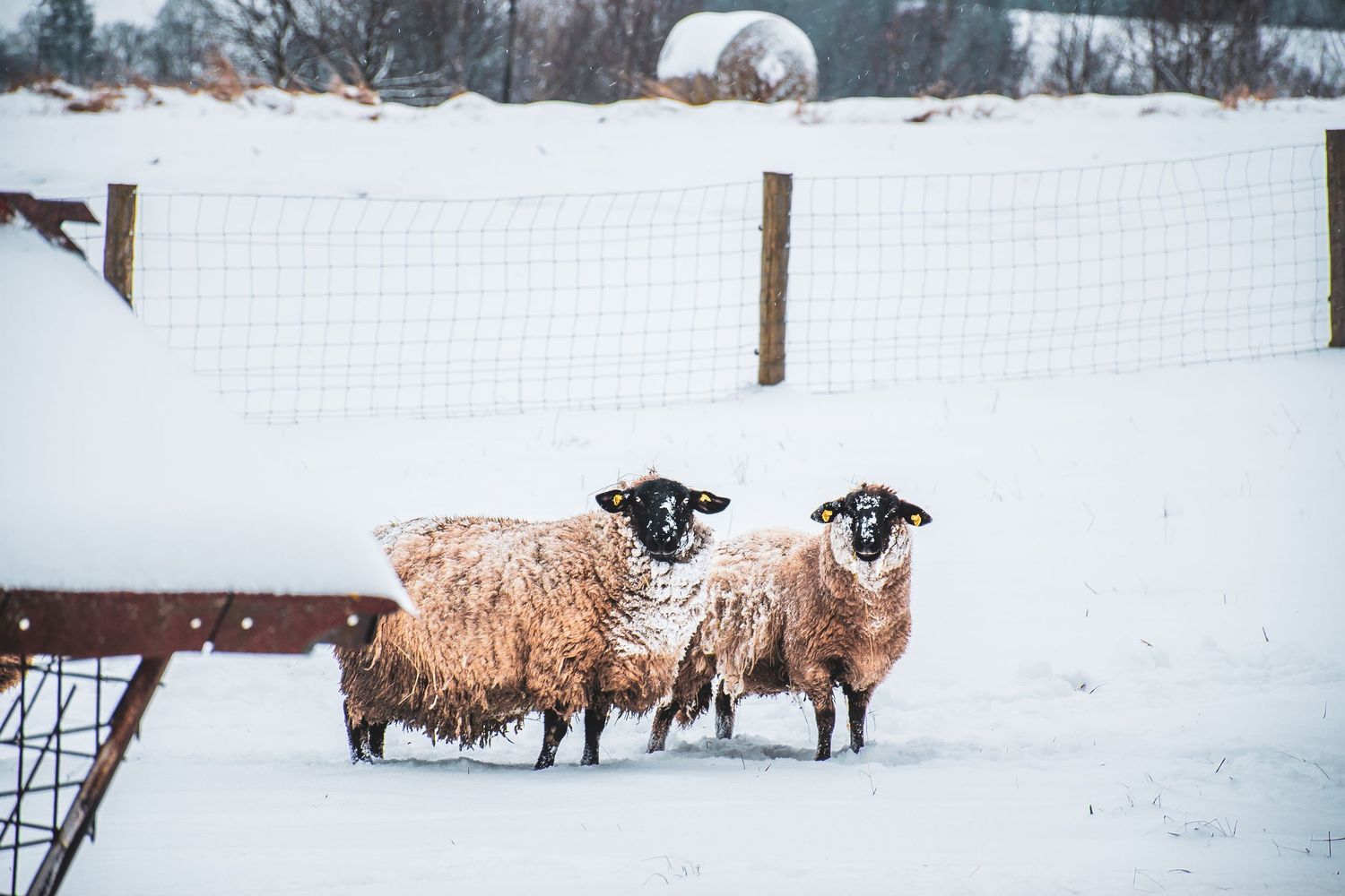 Two woolly black-faced sheep stand together in a snowy farm enclosure looking directly at the camera.