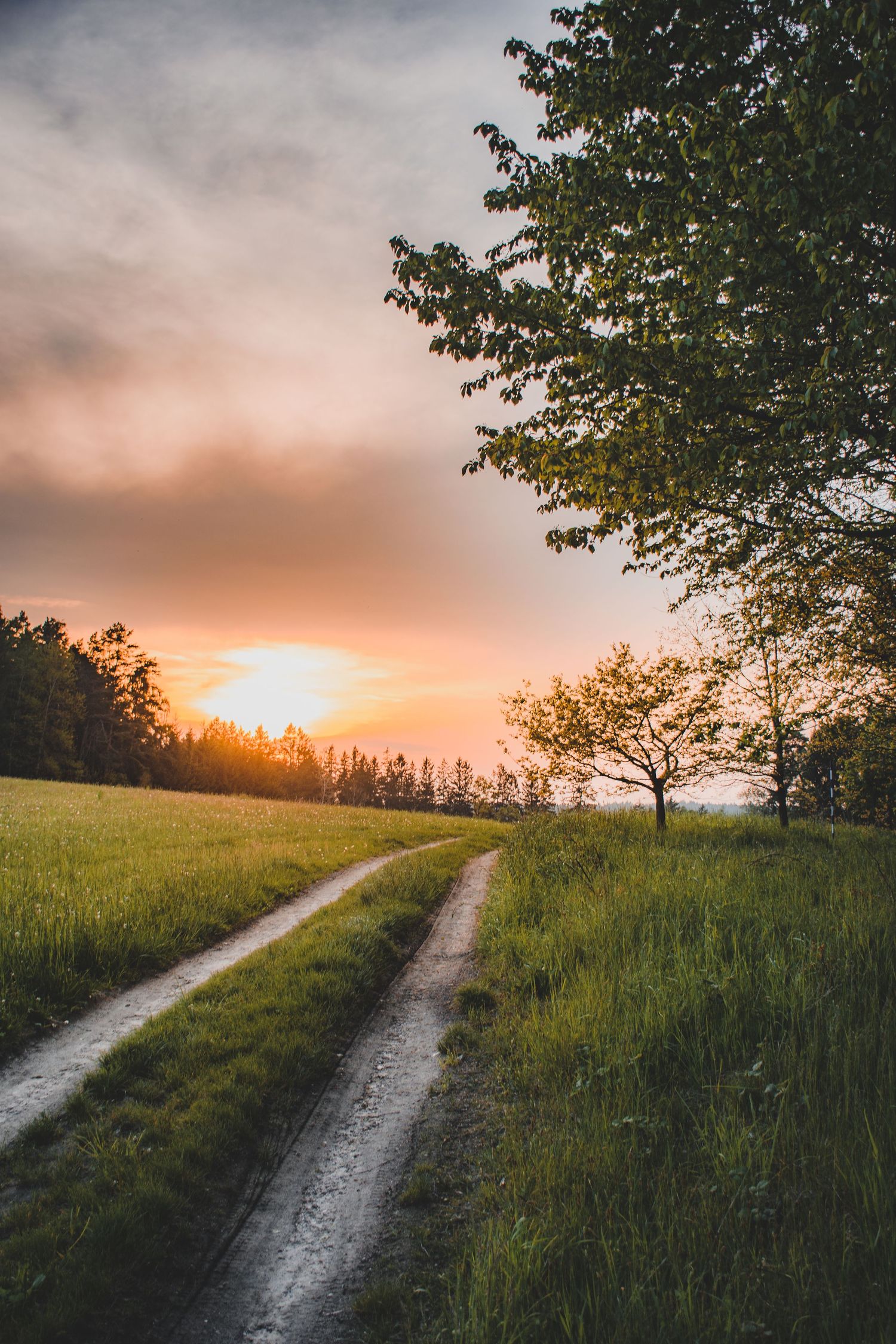 A rural dirt road winds through green fields beside a tree at golden sunset with warm glowing sky.