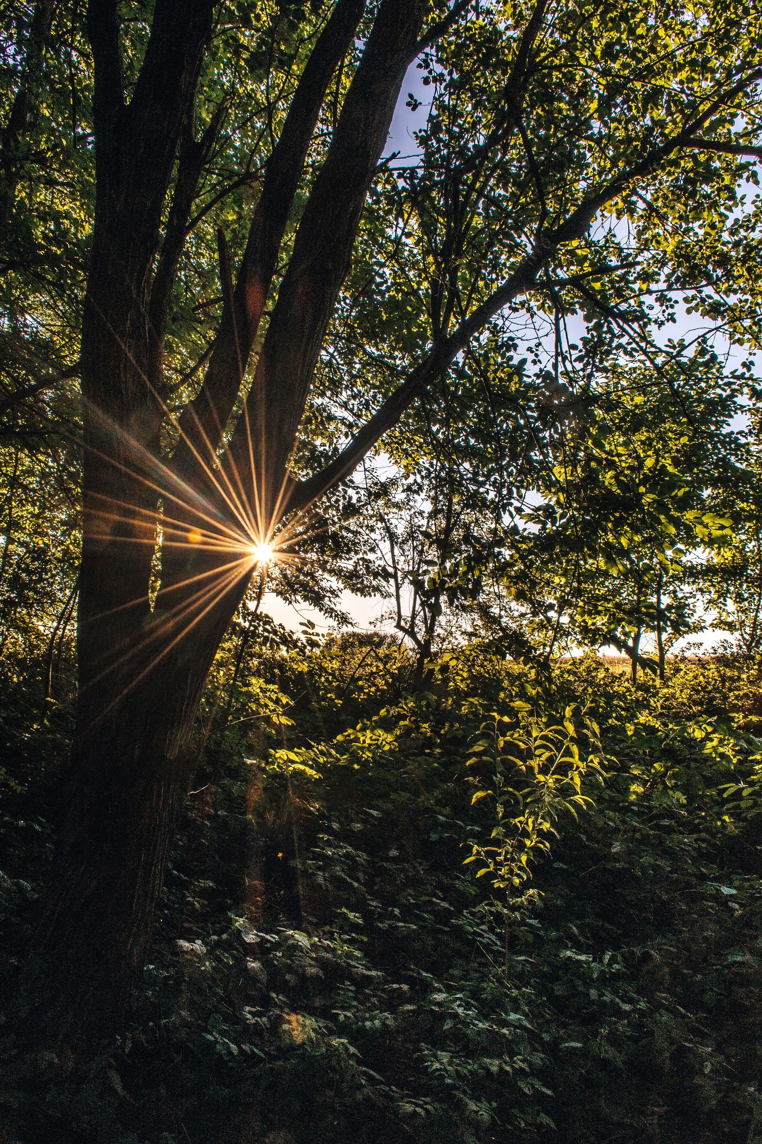 Golden sunburst star shining through tall forest trees with lush green foliage in warm evening light.