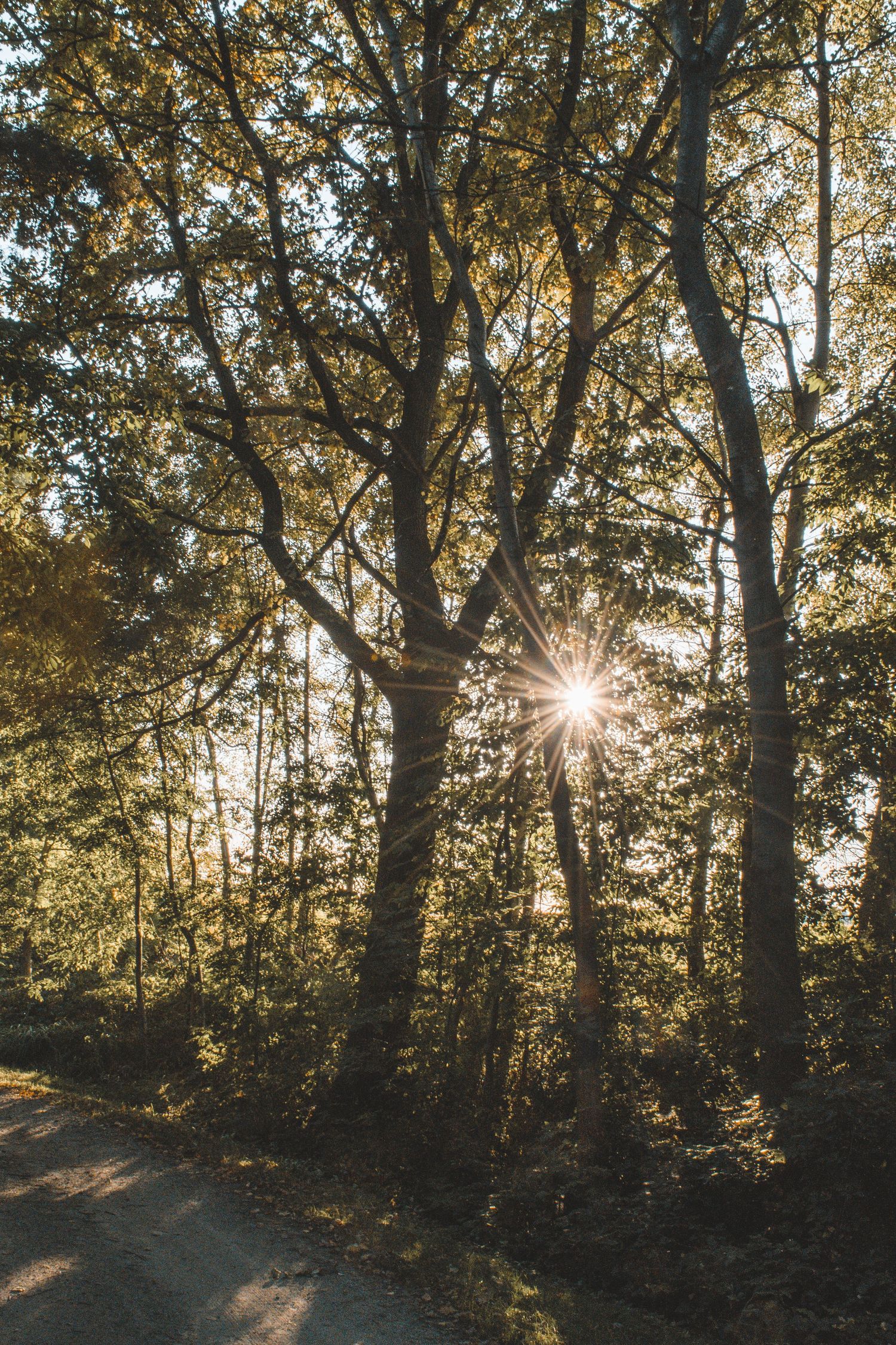 Golden sunburst shining through tall forest trees along a quiet dirt path in autumn woodland.
