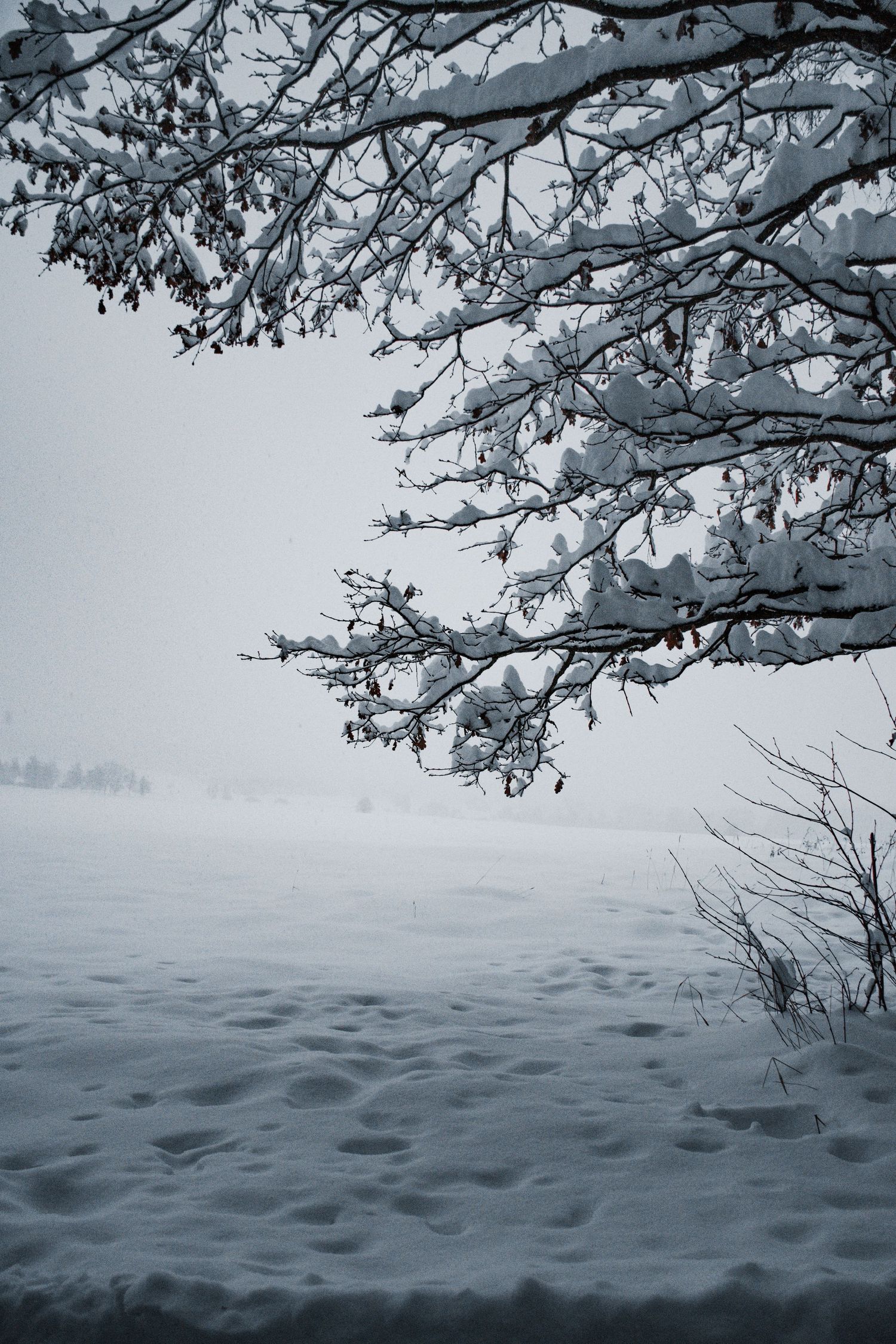 Snow-laden tree branches extending over a pristine white snowy field on a foggy winter day.