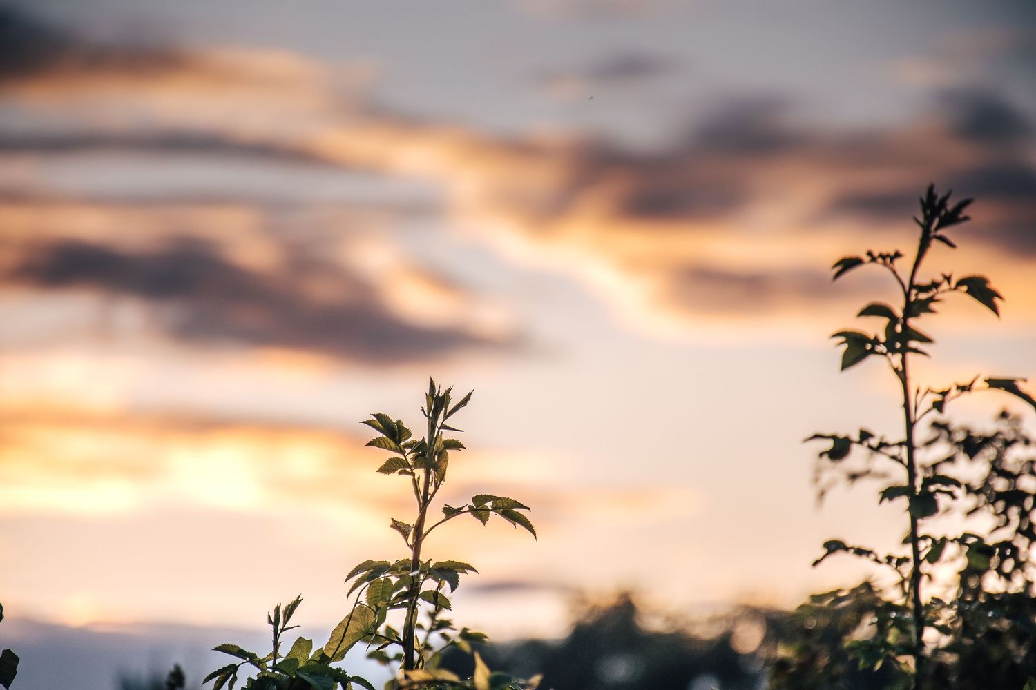 Green plant stems silhouetted against a dramatic orange and purple cloudy sunset sky.