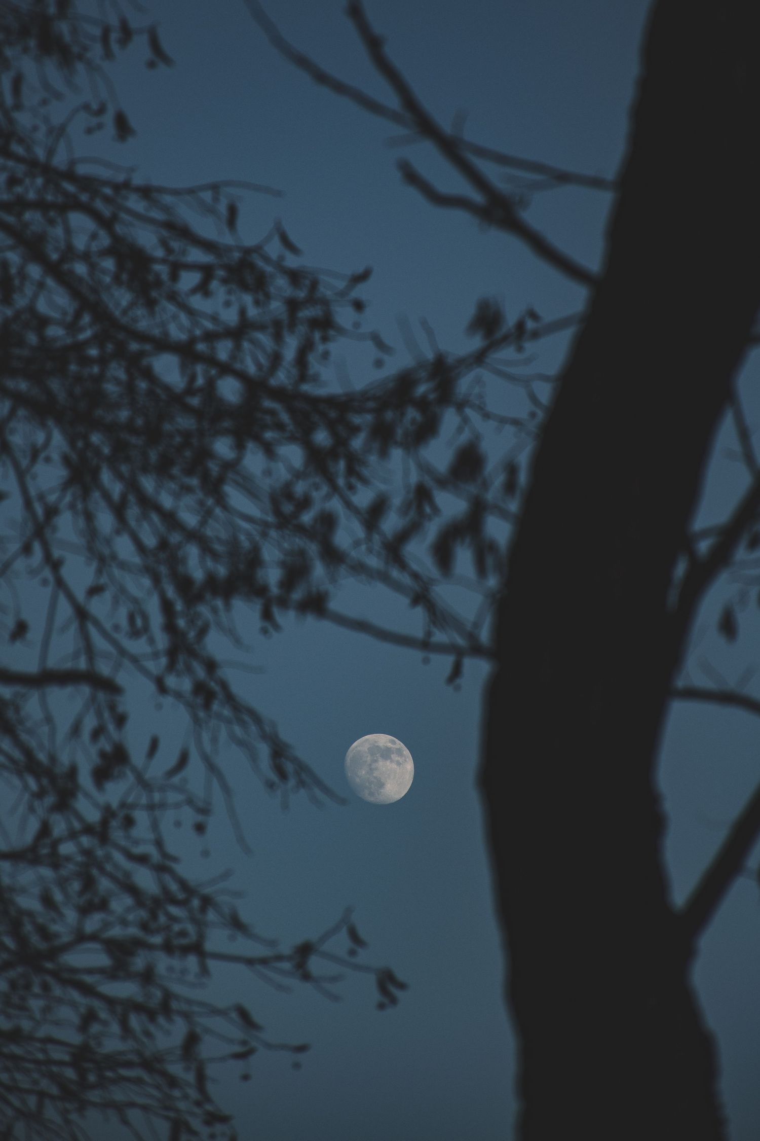 Bare tree branches silhouetted against a dark blue night sky with a glowing half moon visible between the branches.