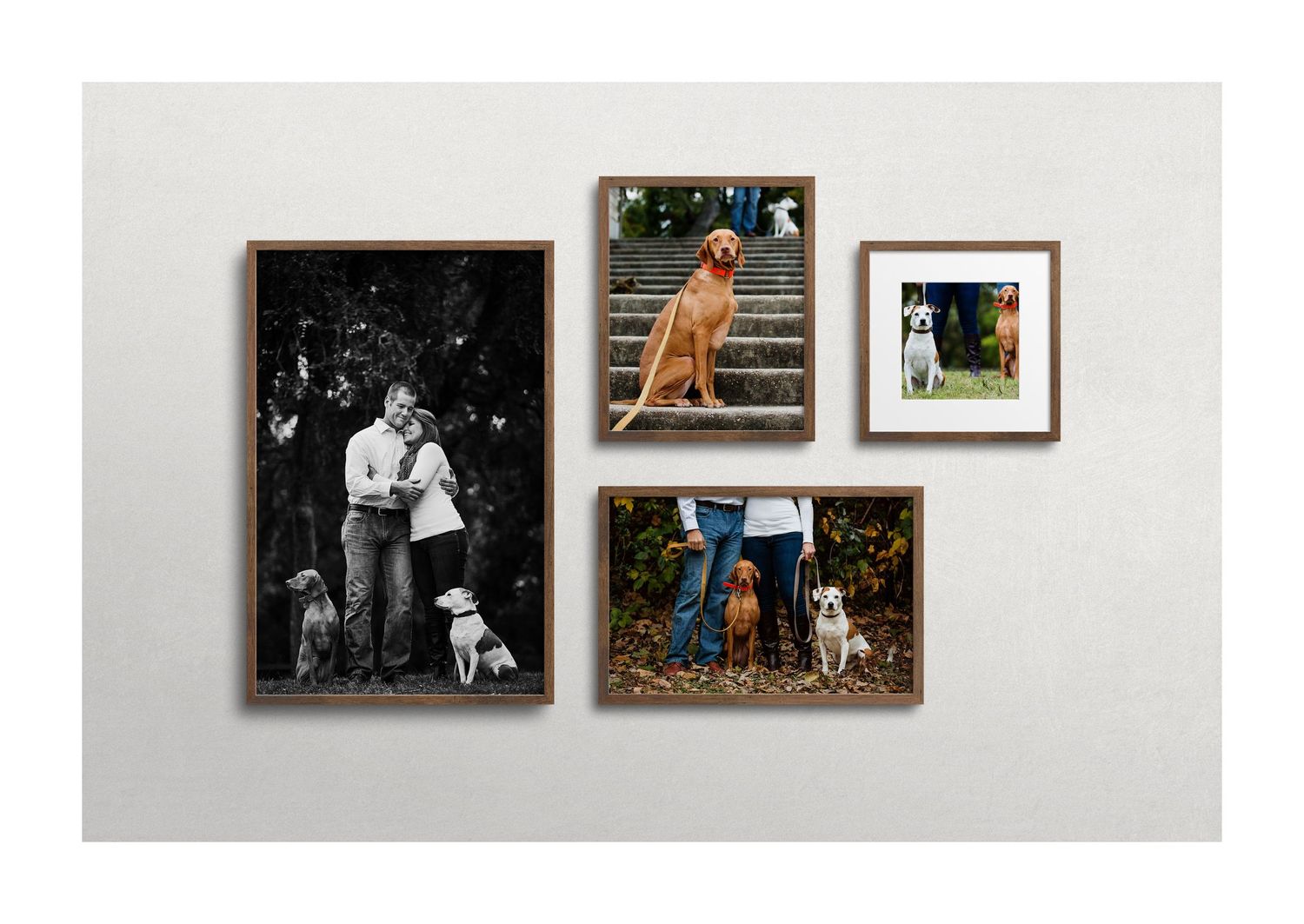 Gallery wall of photos of a couple and two dogs