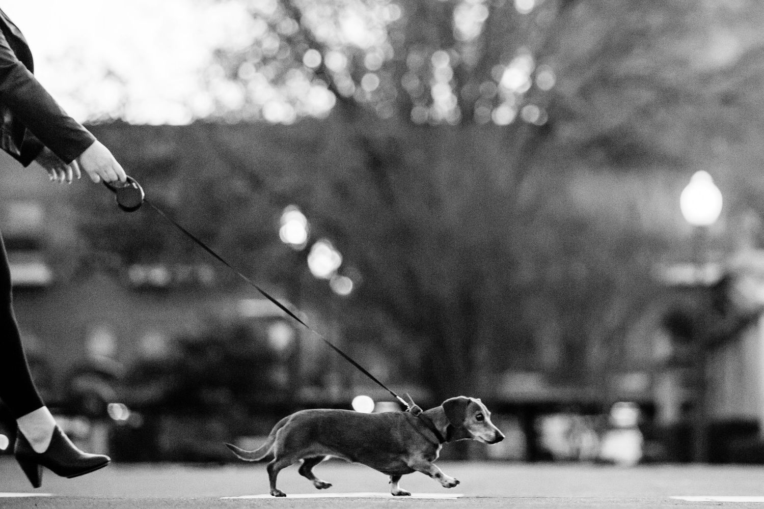 A small dachshund puppy walking on a leash in a black and white photograph with a blurred background.