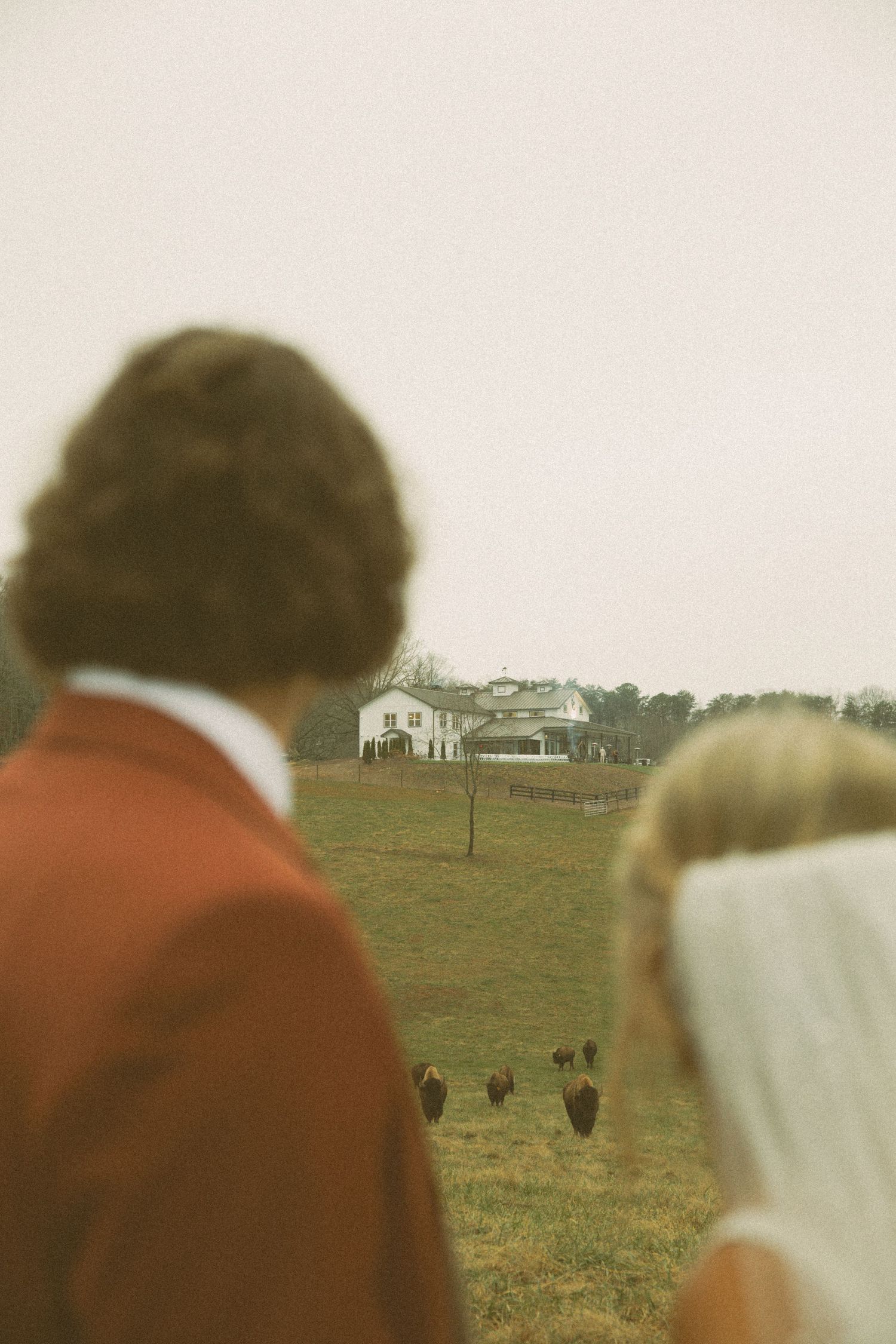 Blurry vintage photograph showing a red-clad figure and companion watching cattle graze in a distant pasture.